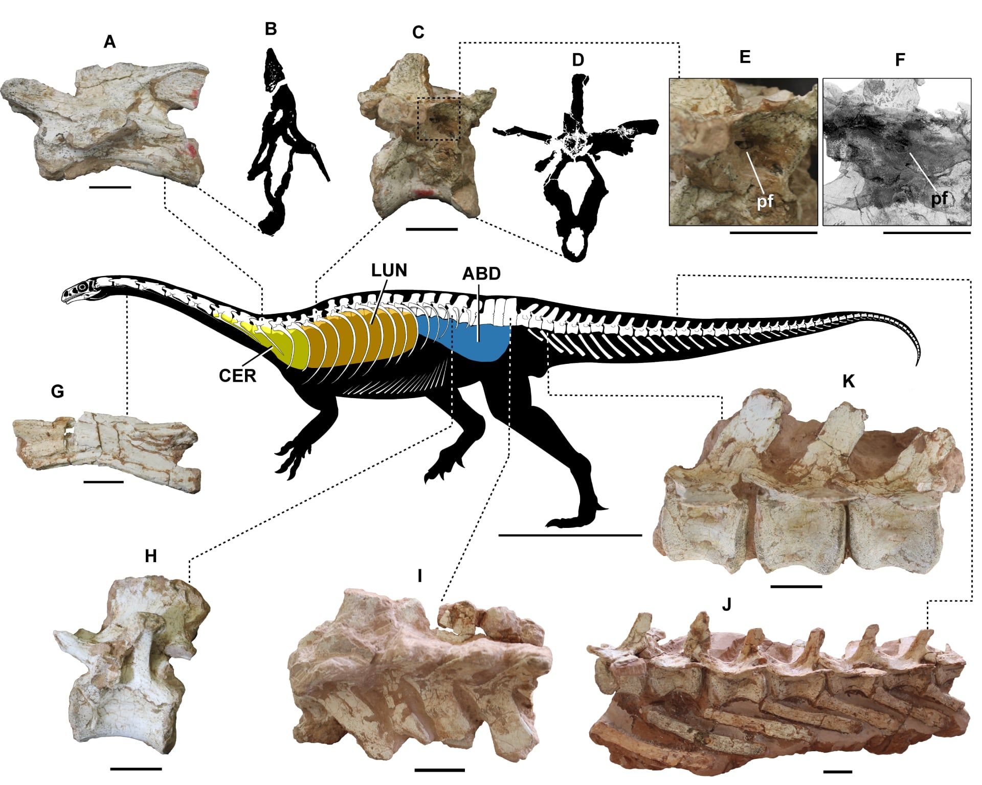 استخوان‌هایی که در مجاورت ریه‌های دایناسور قرار دارند.