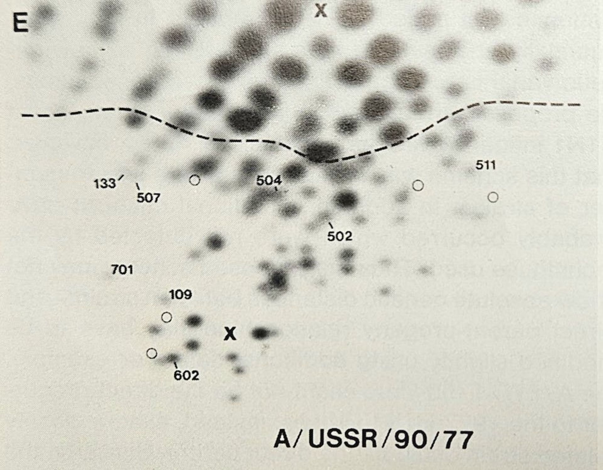 Genetic fingerprint of the 1977 H1N1 Russian influenza virus strain