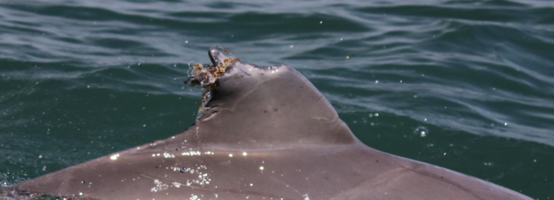 باله‌ی آسیب دیده‌ی یک دلفین بینی‌بطری در خلیج مورتون، که احتمالاً به دلیل برخورد با قایق دچار سانحه شده است.