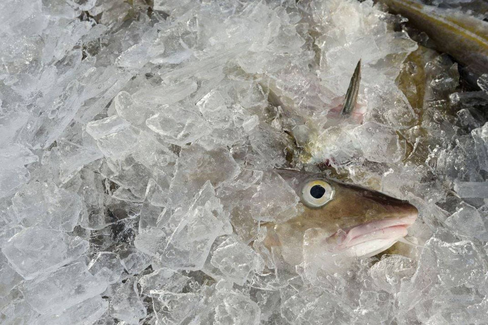 ماهی صید شده 