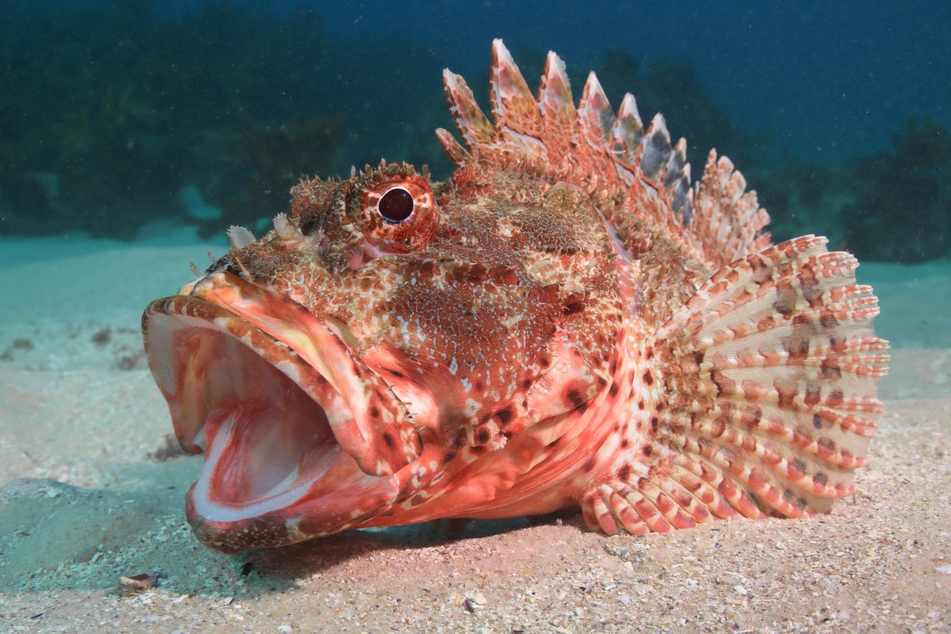 خمیازه کشیدن ماهی