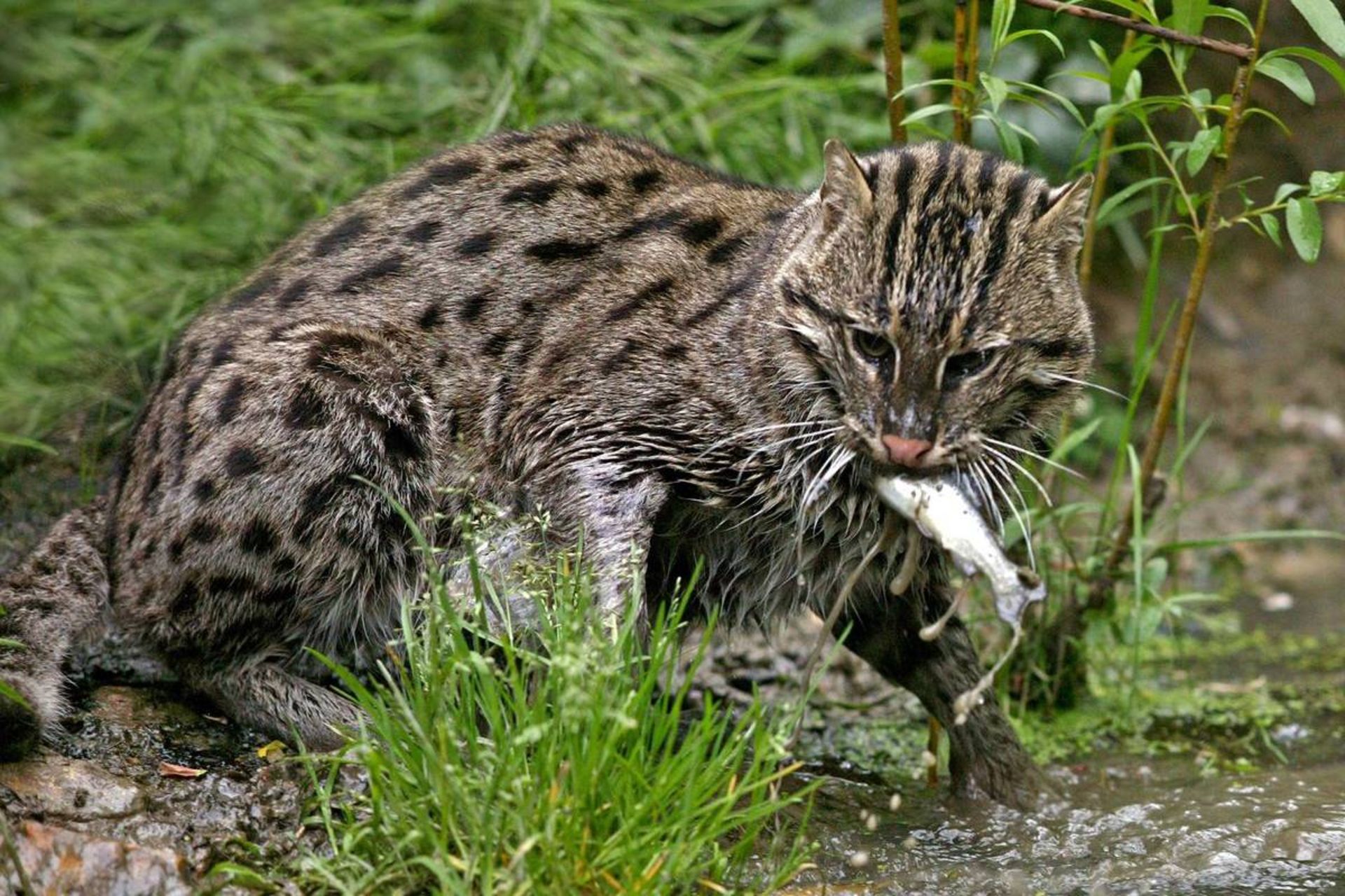 گربه ماهی گیر بومی آسیای جنوب شرق با ماهی در دهانش