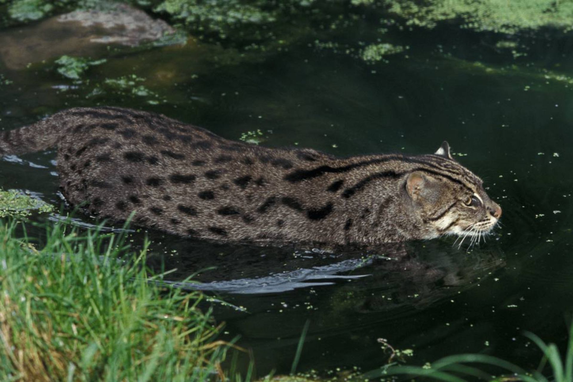 گربه ماهی گیر بومی آسیای جنوب شرق در حال شنا
