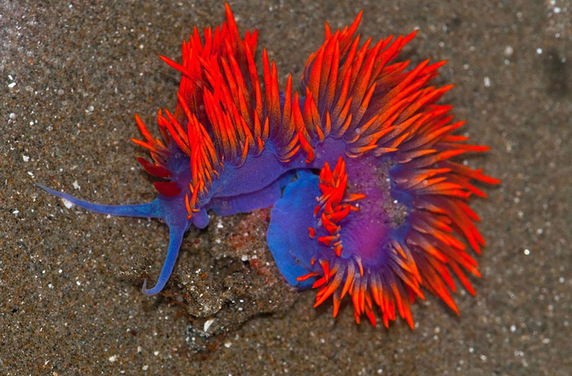 لیسه دریایی Flabellina Iodinea