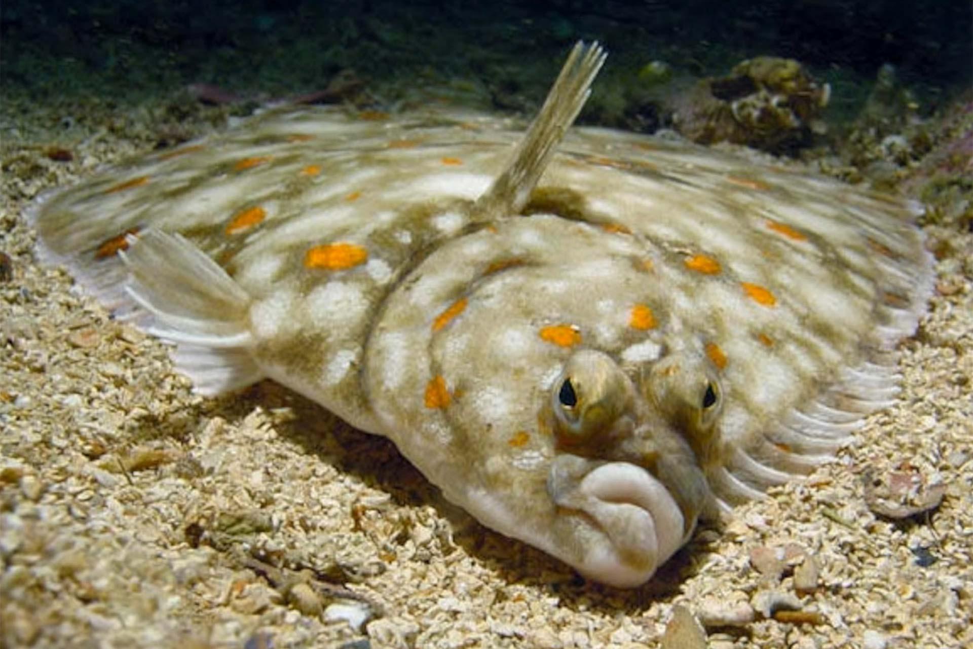 دگردیسی عجیب در سپرماهیان؛ وقتی یکی از چشم‌ها به آن طرف سر مهاجرت می‌کند