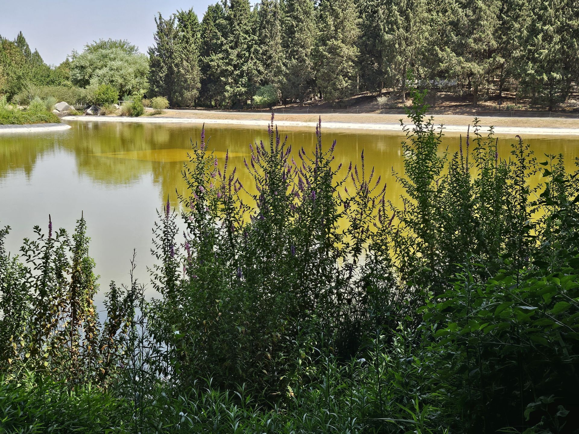 View of the lake and trees