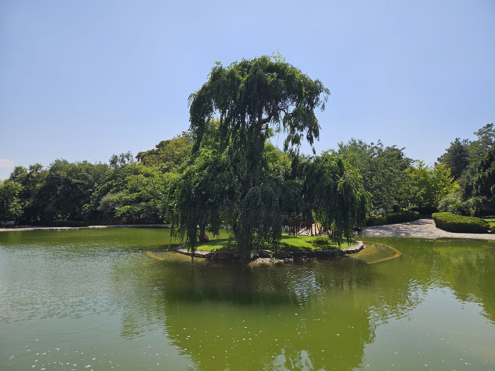 Tree and lake together 2