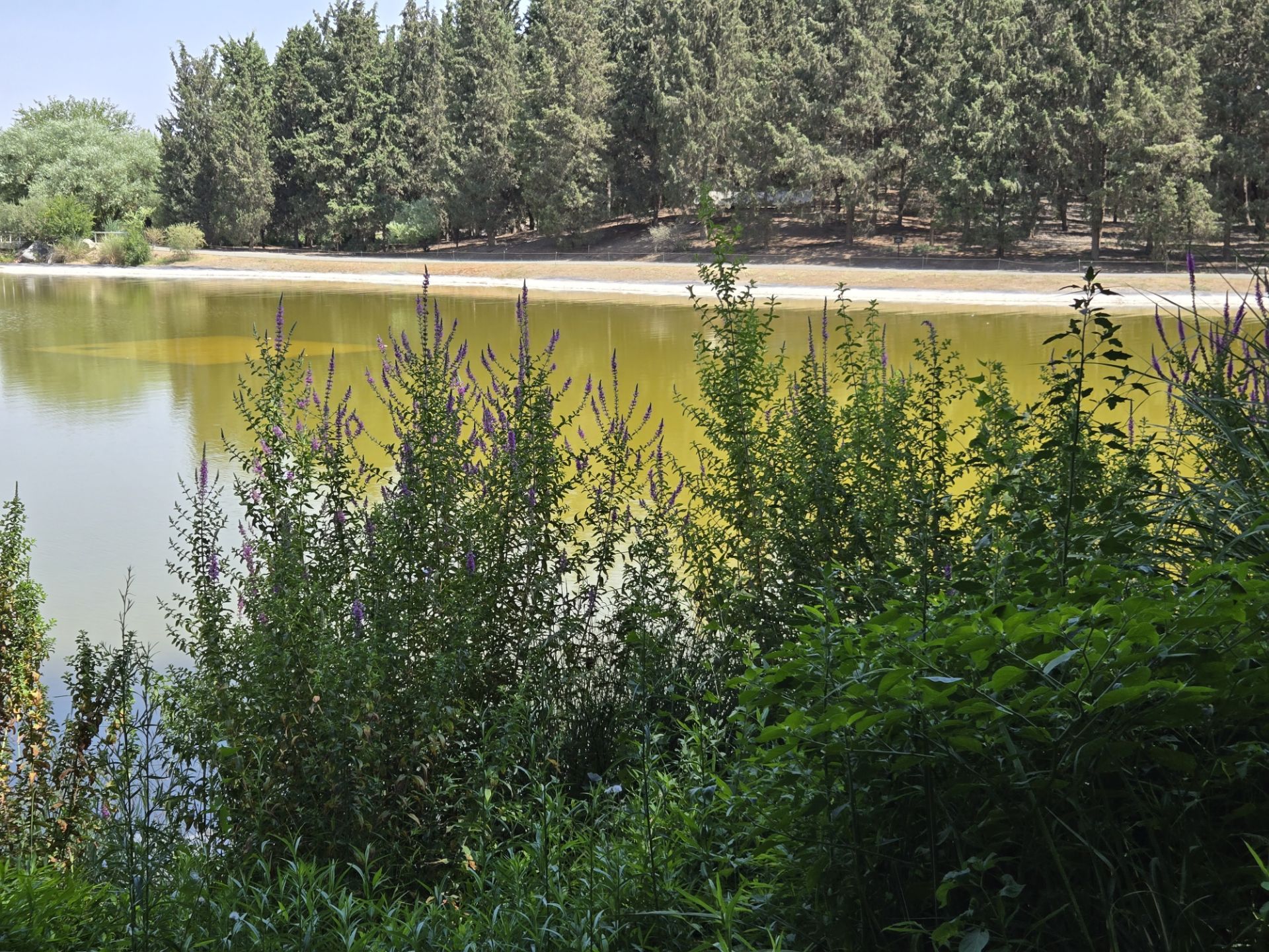 Lake view and greenery