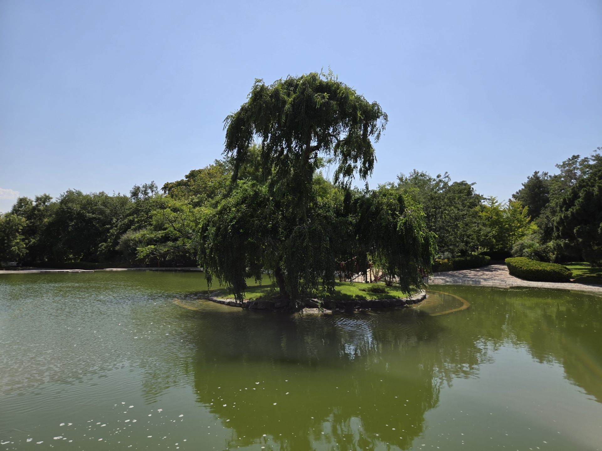 Tree and lake together