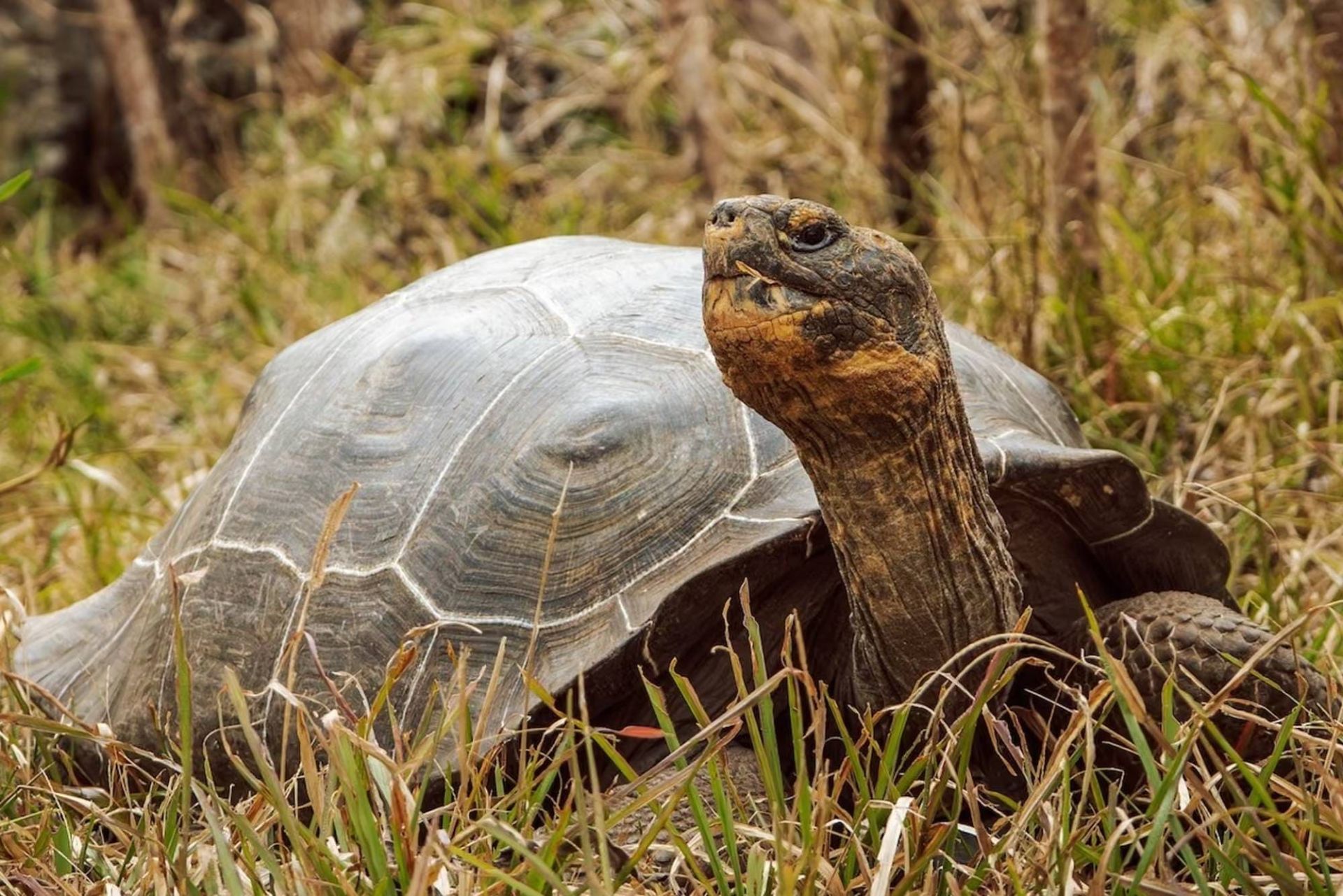 لاک‌پشت فلوریانا