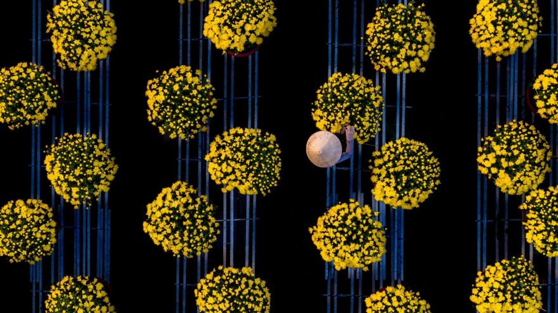 کارگر رسیدگی بوته‌های گل داوودی نمای بالا