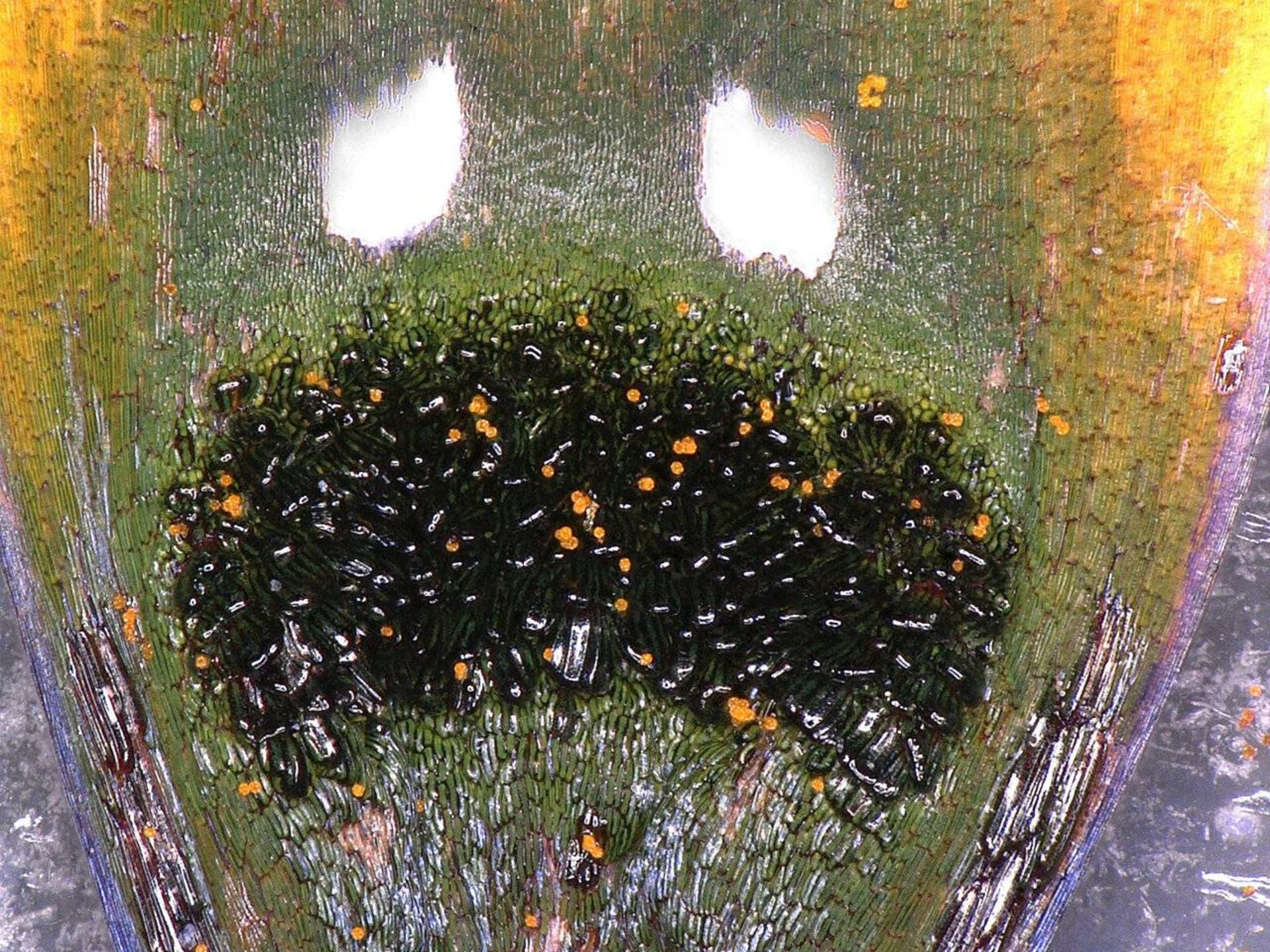 تصویر میکروسکوپی مگس دروغین گل