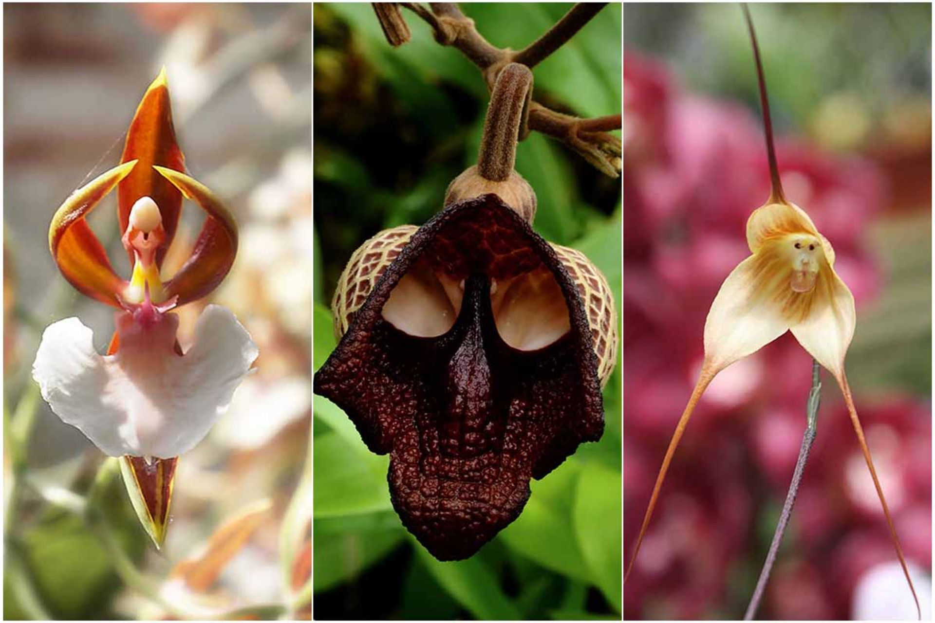 اشکال باورنکردنی گل ها