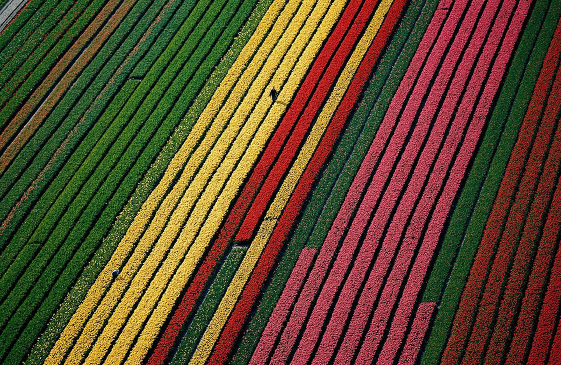 مزرعه گل رنگارنگ از نمای بالا 