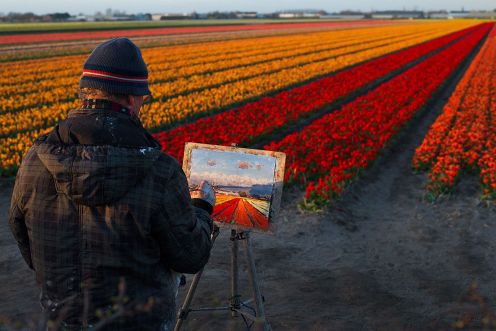 مرد در حال نقاشی از مزرعه گل لاله 