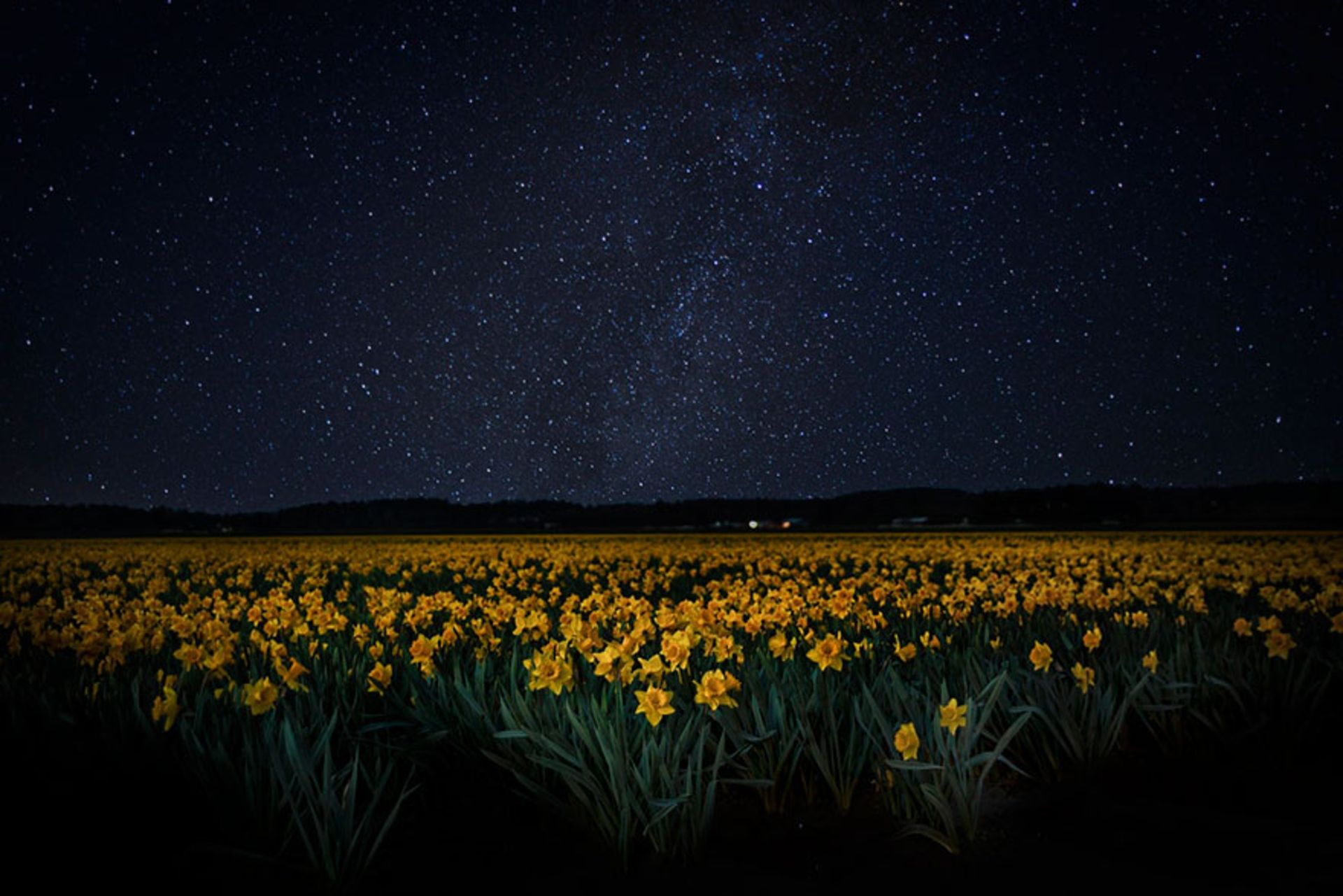 مزرعه گل نرگس در شب
