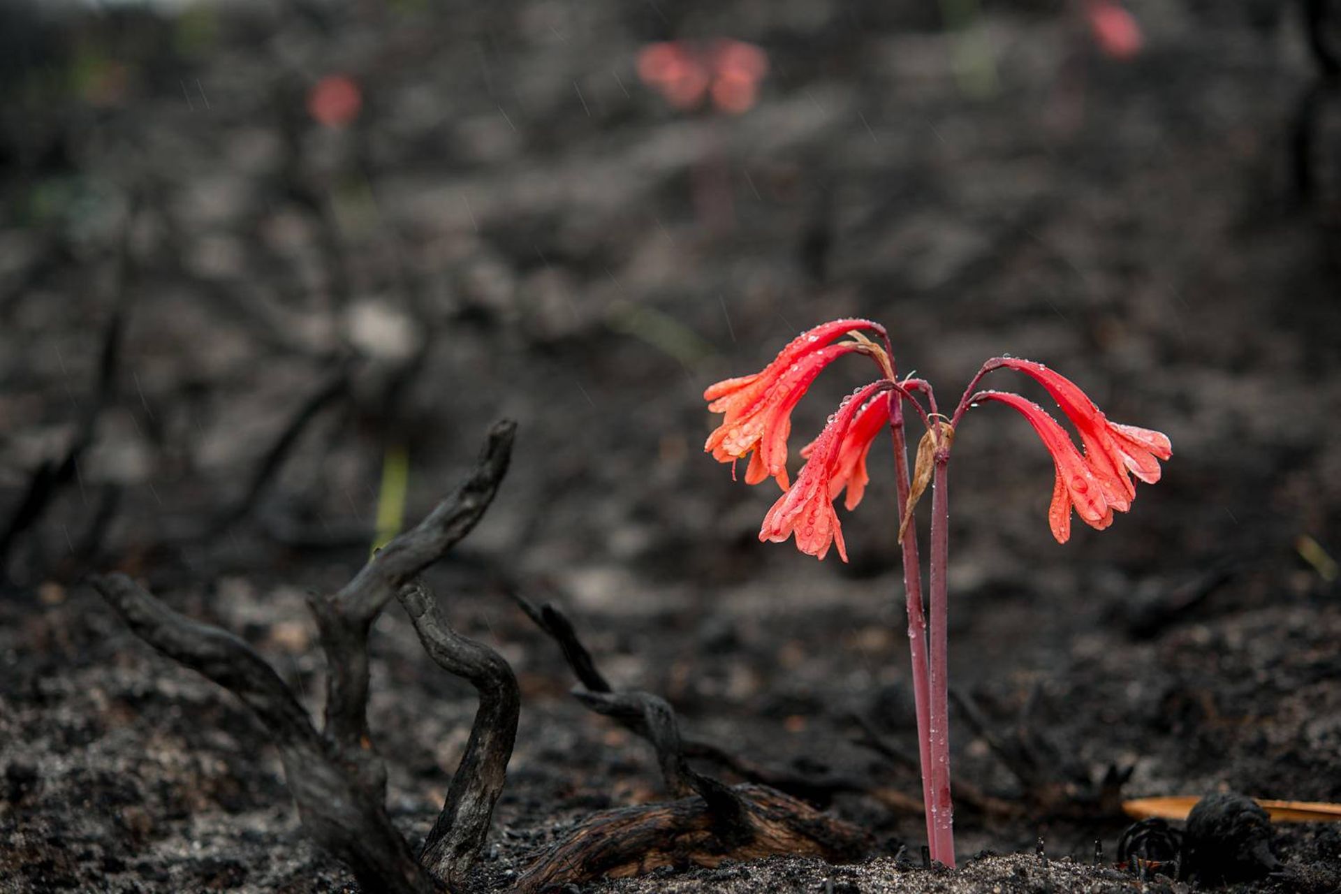 رشد گیاه گلدار پس از آتش 