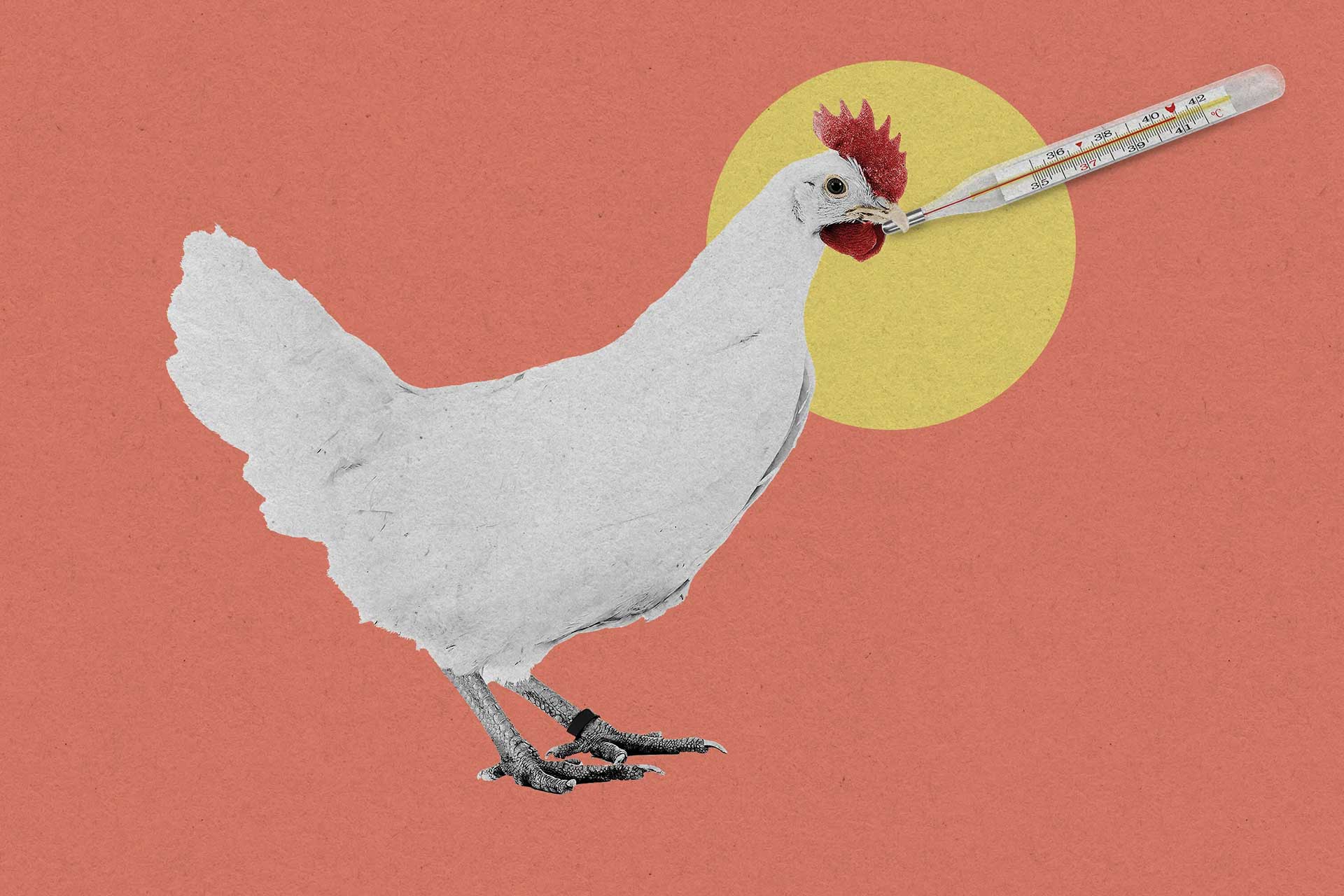 فناوری ویرایش ژن کریسپر، مرغ‌ها را دربرابر آنفلوانزای پرندگان مقاوم کرد
