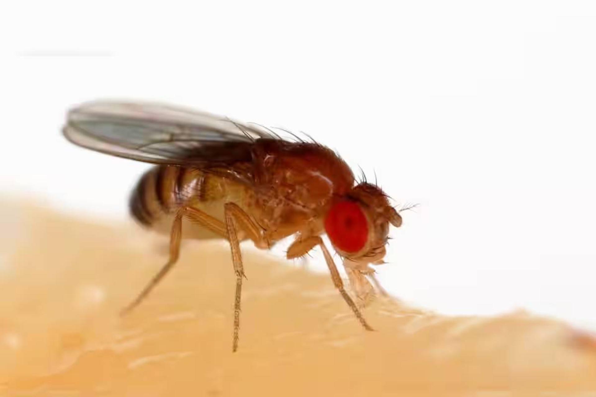 دانشمندان برای اولین‌ بار توانایی تولیدمثل بدون جنس نر را به حیوانات ماده دادند