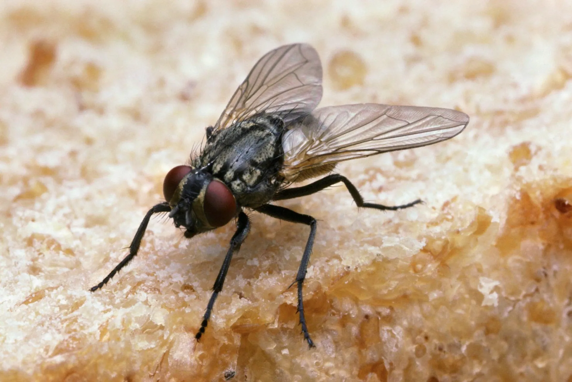نمای نزدیک از مگس روی غذا