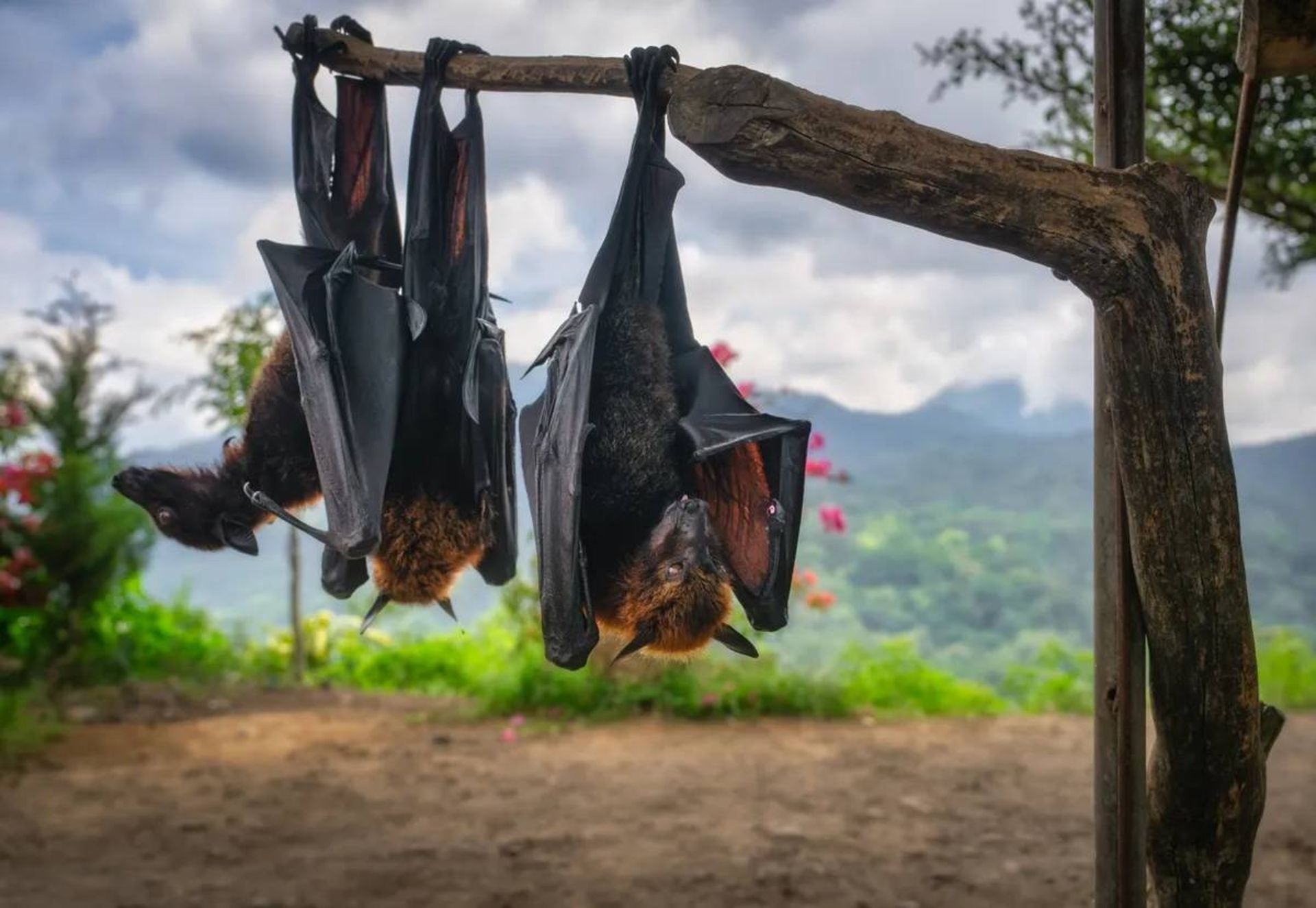 خفاش جنس روباه‌های پرنده