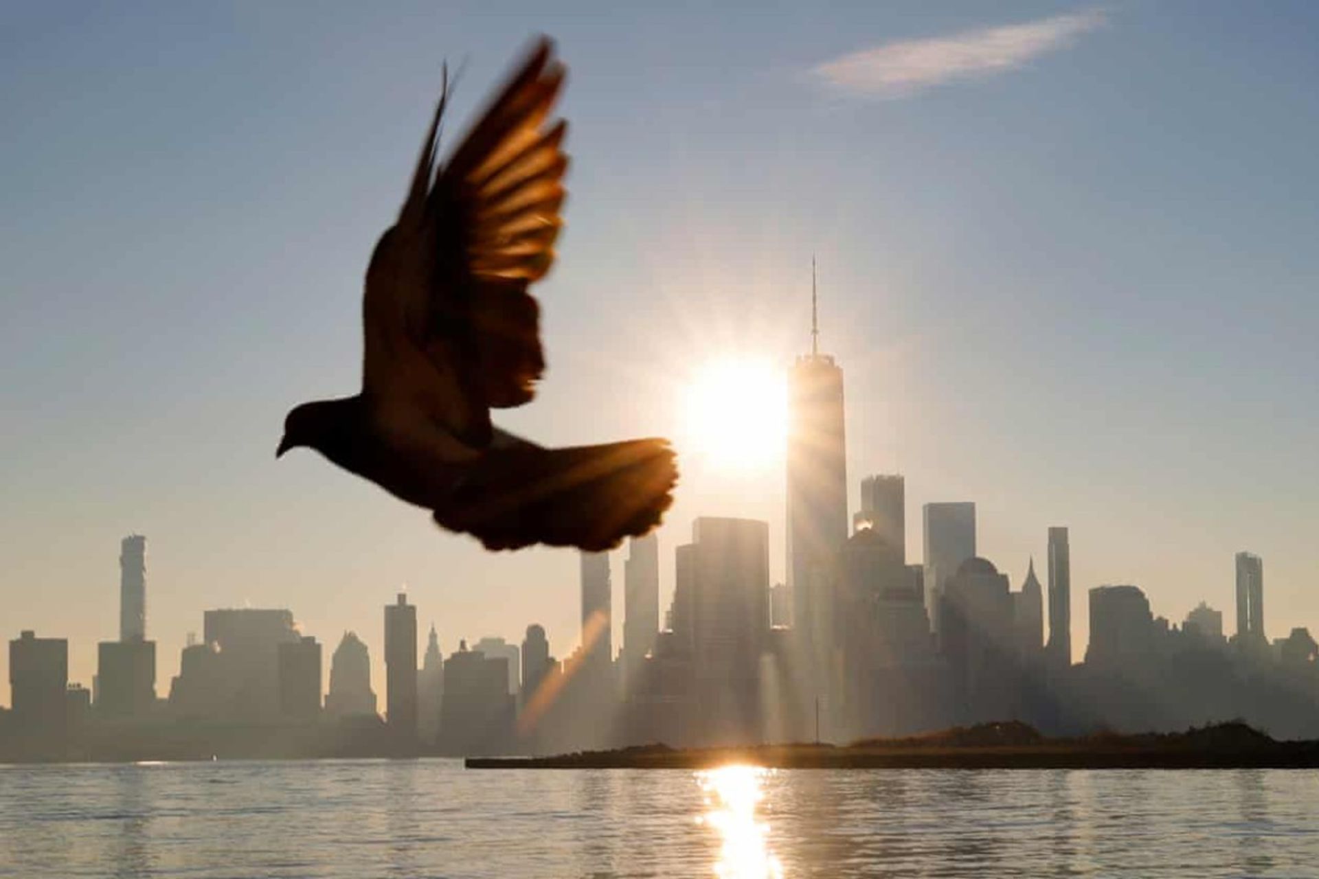 کبوتری از فراز خط افق منهتن جنوبی پرواز می‌کند.