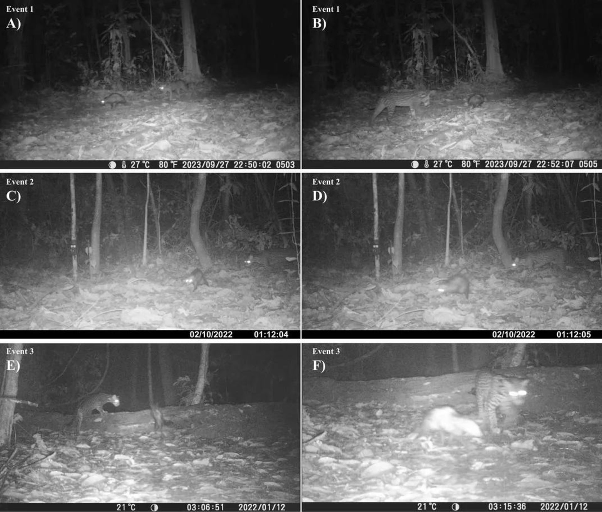 تصاویر ثبت شده از پلنگچه و صاریغ