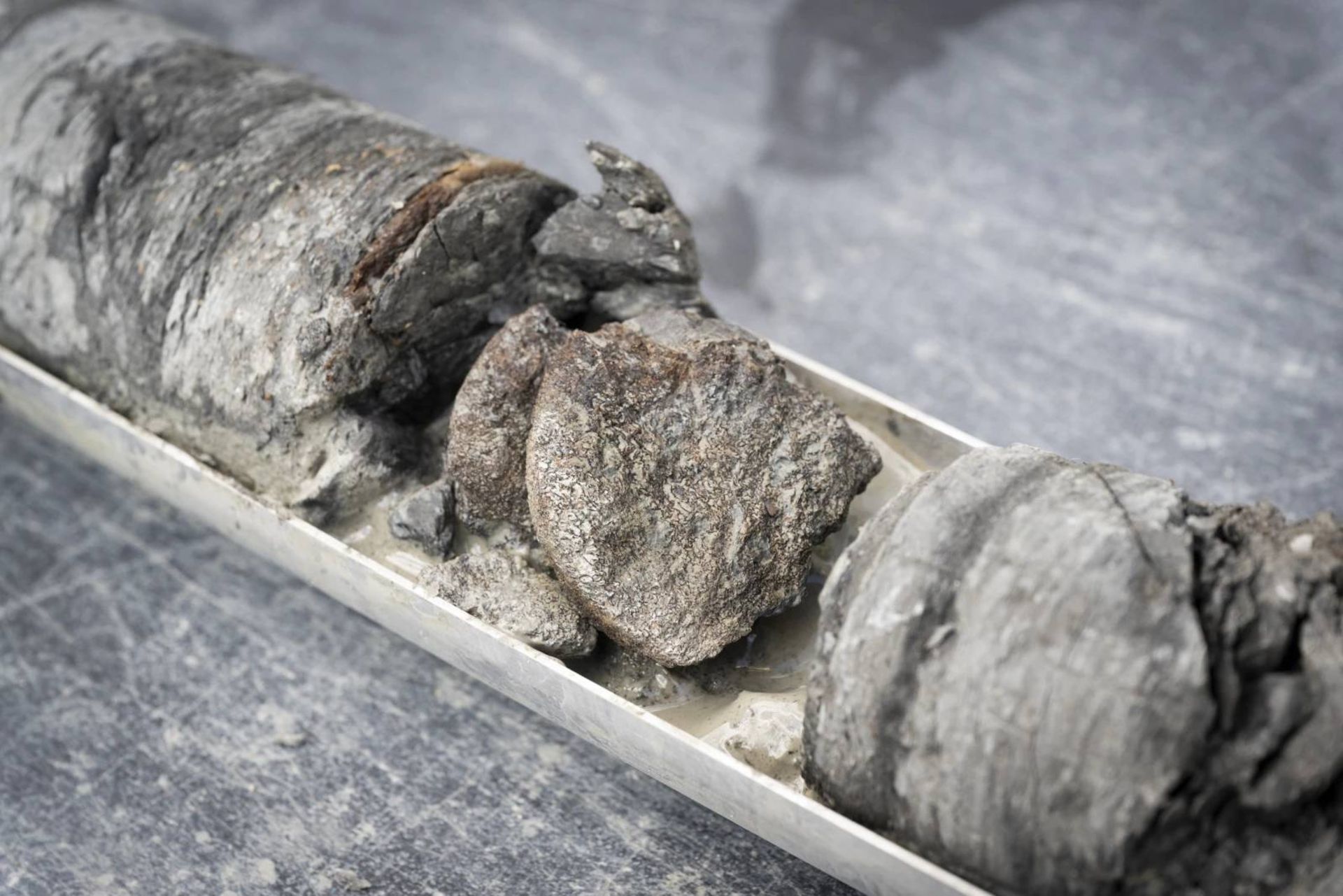 سنگ های حاوی فسیل دایناسور