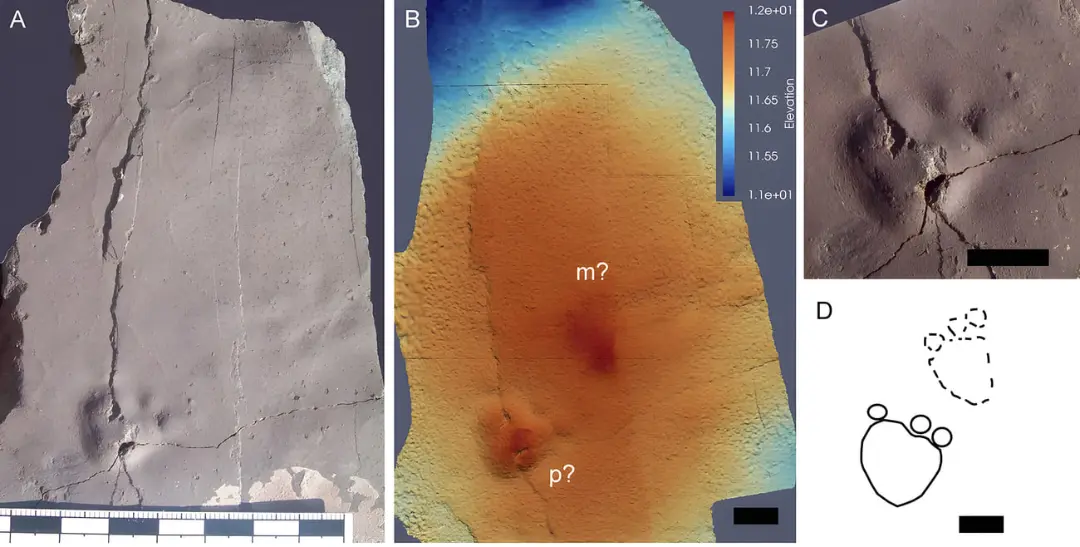 ردپای فسیلی (Fossil footprint) روی یک صفحه سنگی با جزئیات توپوگرافی