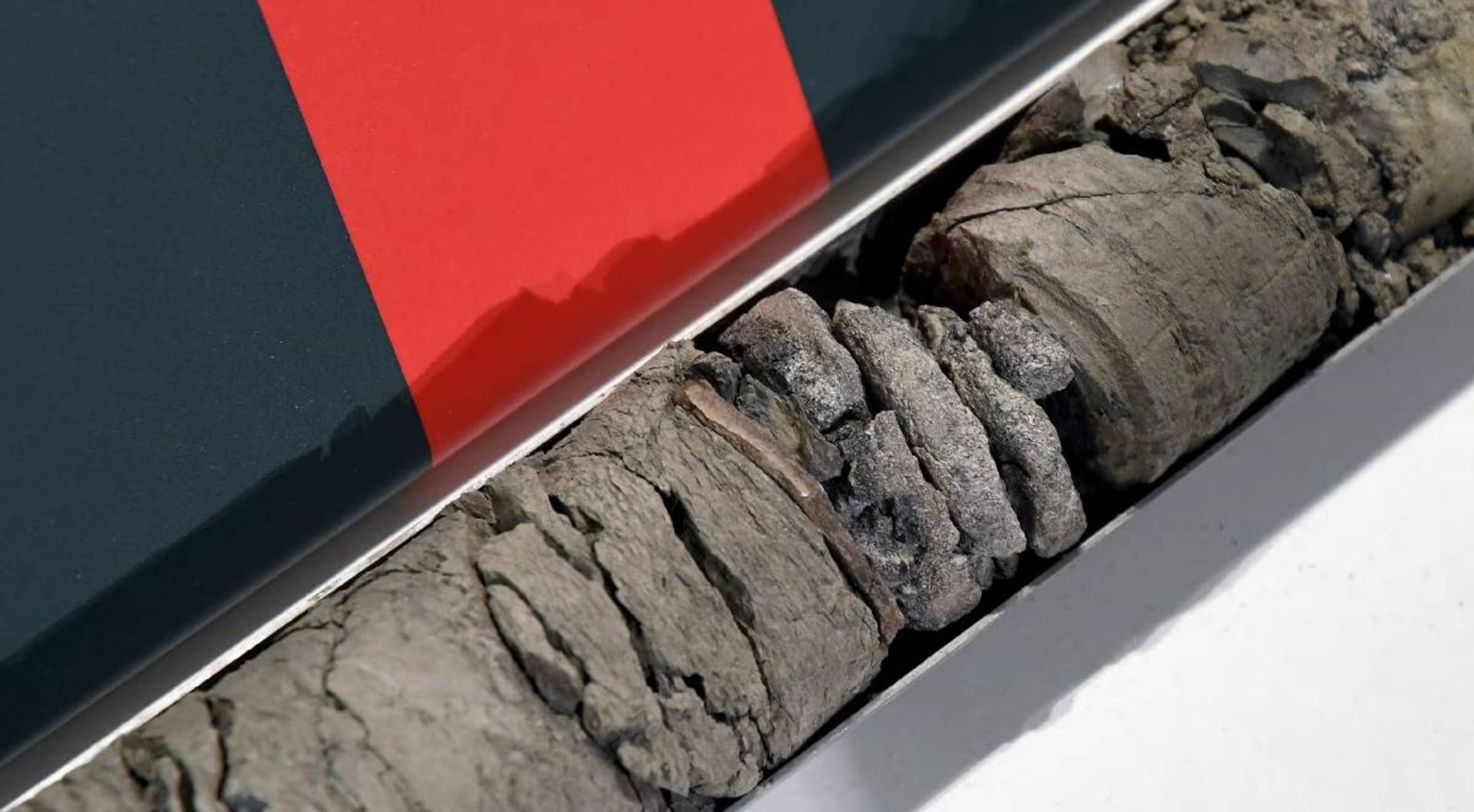 مهره های فسیل شده دایناسور