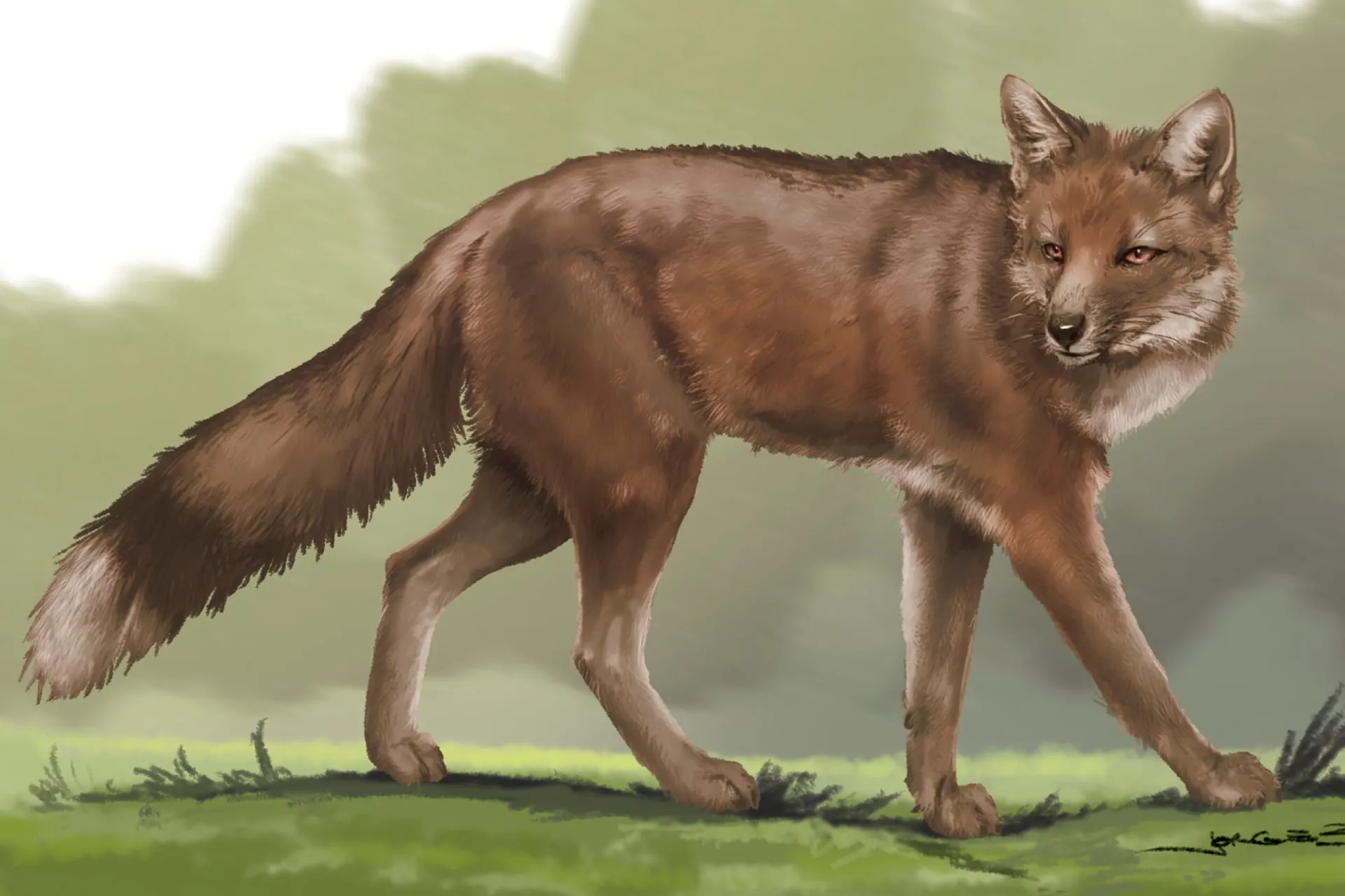 تصویرسازی روباه باستانی منقرض Dusicyon avus
