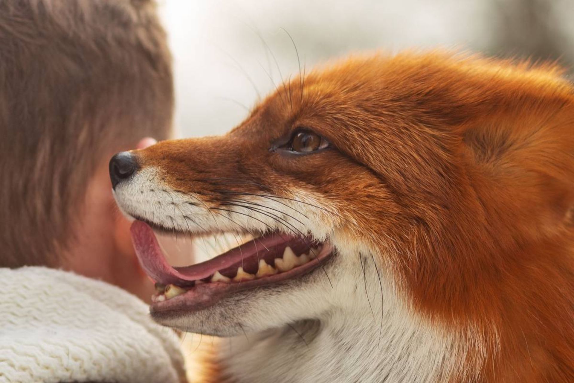 روباه و انسان