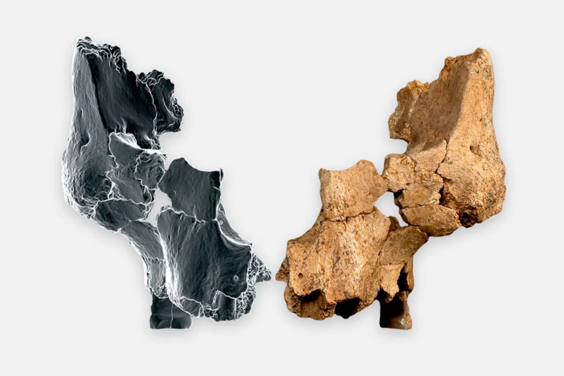 تصویر فسیل  استخوان گونه در کنار بازآفرینی سه بعدی از هومو اف ارکتوس