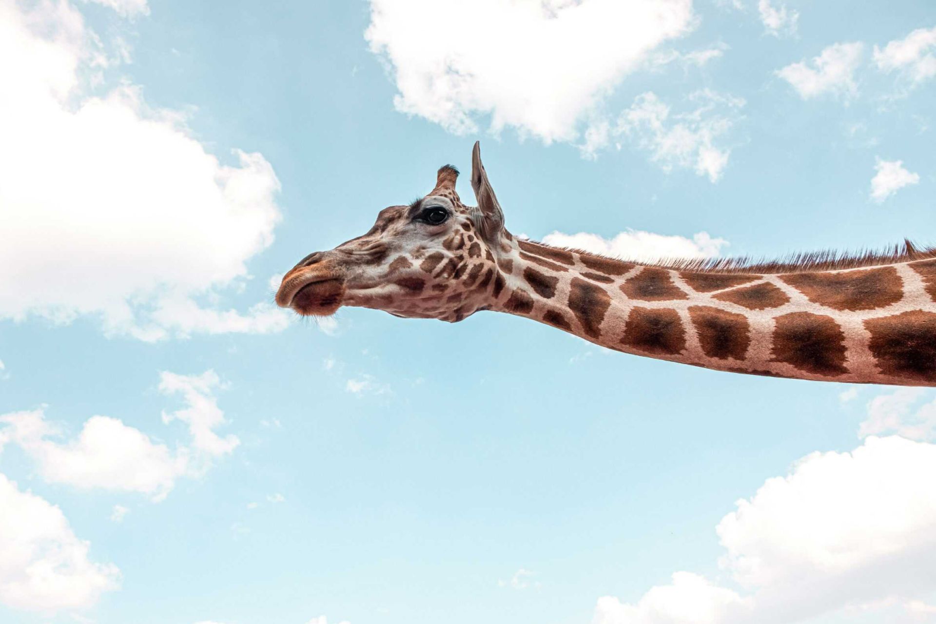 چرا زرافه‌ها علاوه بر گردن، پاهای بسیار بلند نیز دارند؟