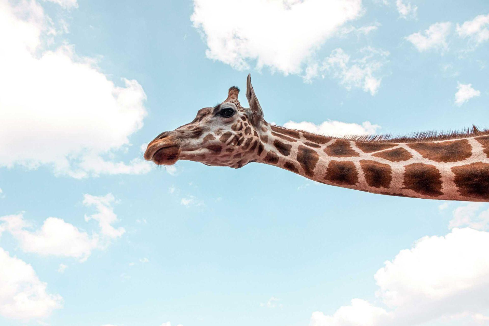 نمای نزدیک سر و گردن زرافه در پس زمینه آسمان