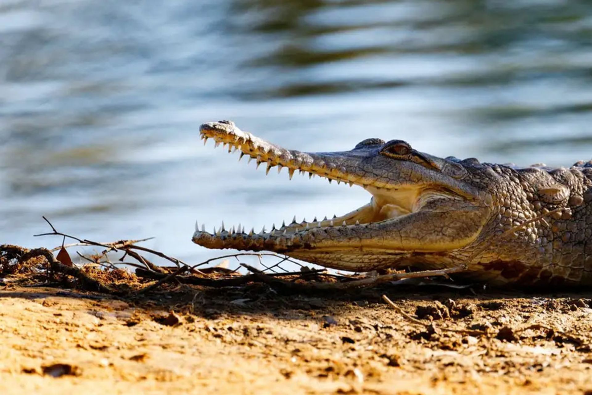 تمساح‌ آب شیرین (Crocodylus johnstoni) 