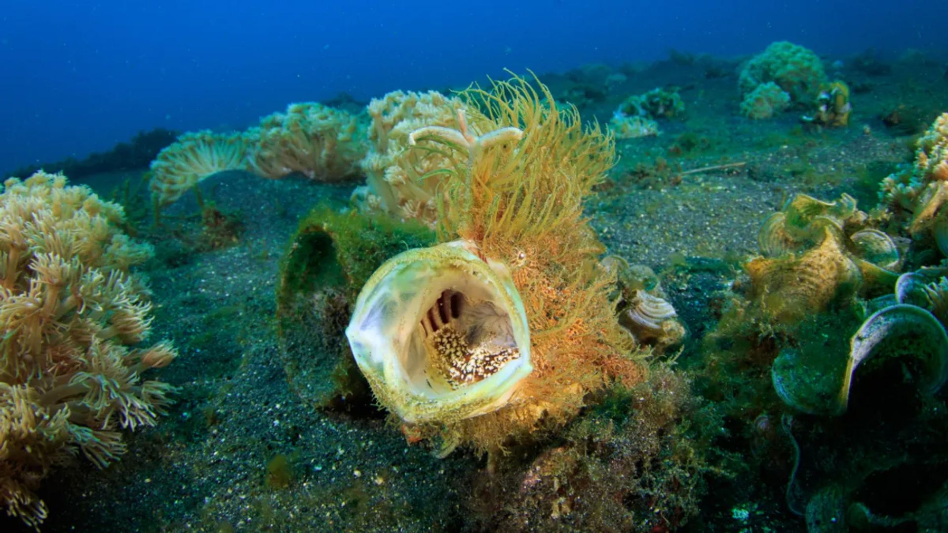 قورباغه‌ماهی