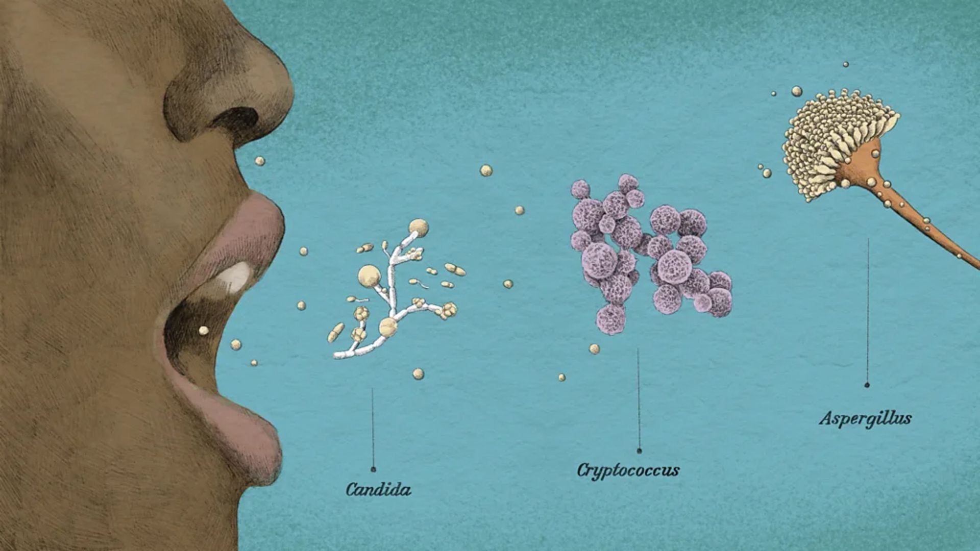 قارچ در هوا