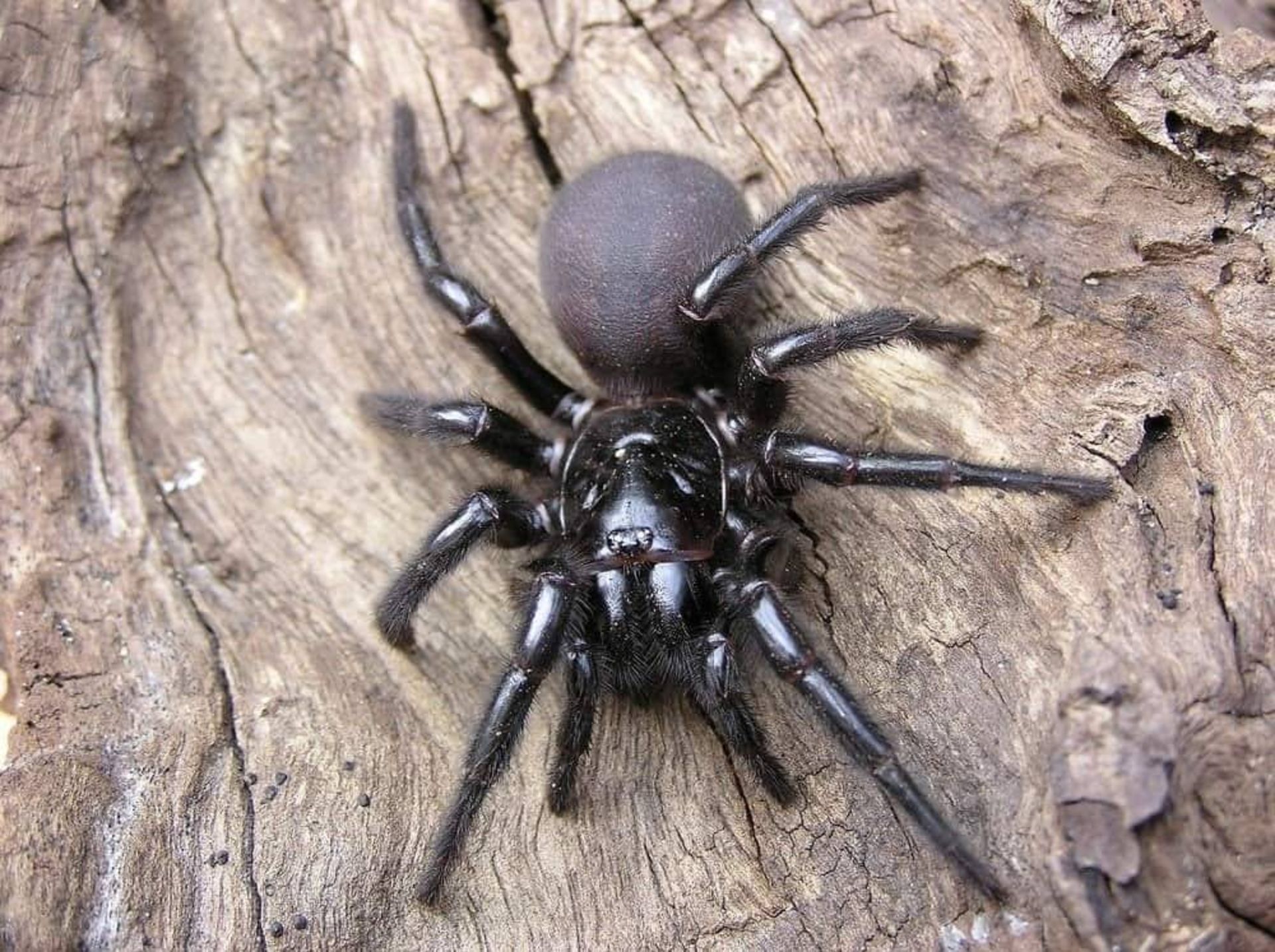 عنکبوت تارقیفی