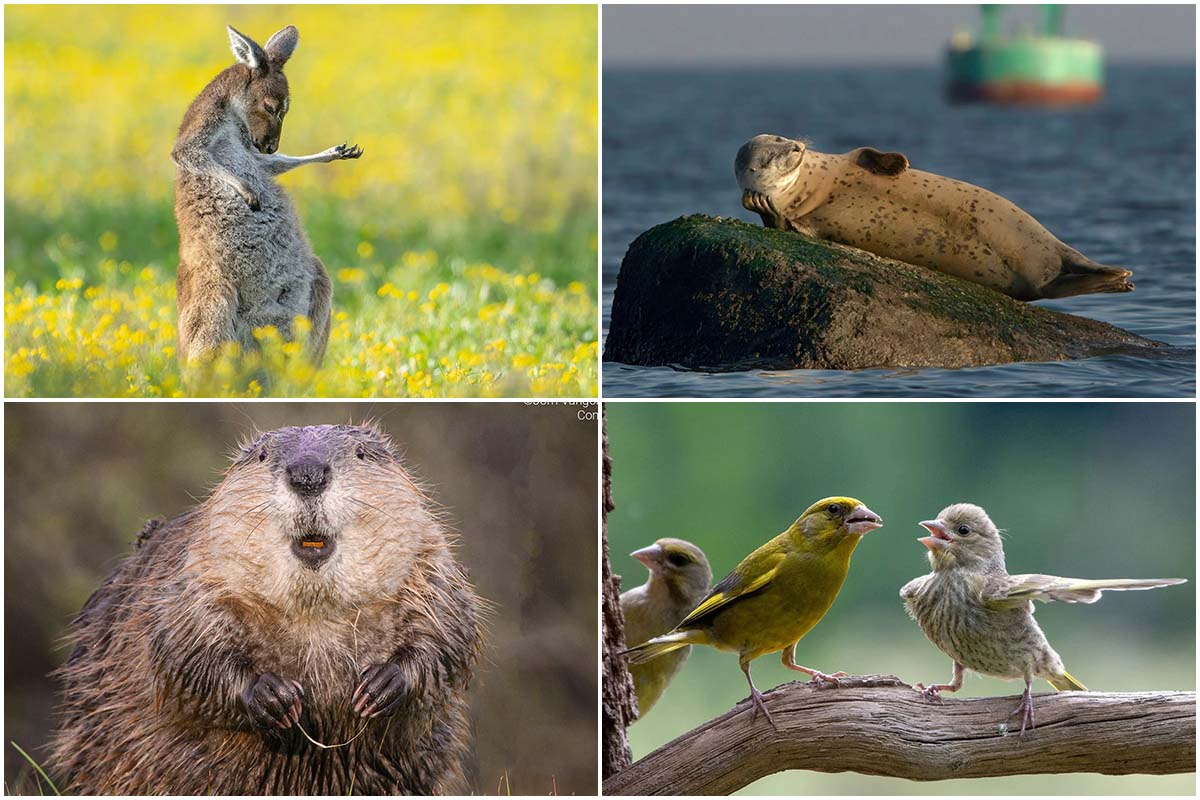 funniest finalists of the 2023 comedy wildlife photo awards 6528d835a2403295296f8fb5
