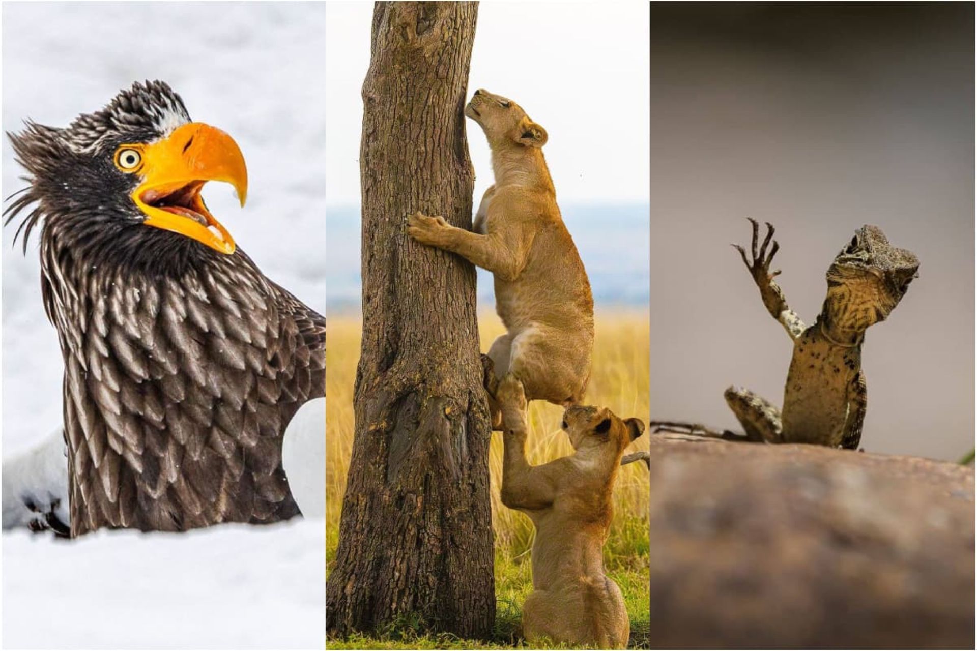 مسابقه بین‌ المللی عکاسی حیات‌وحش خنده‌دار نیکون ۲۰۲۵