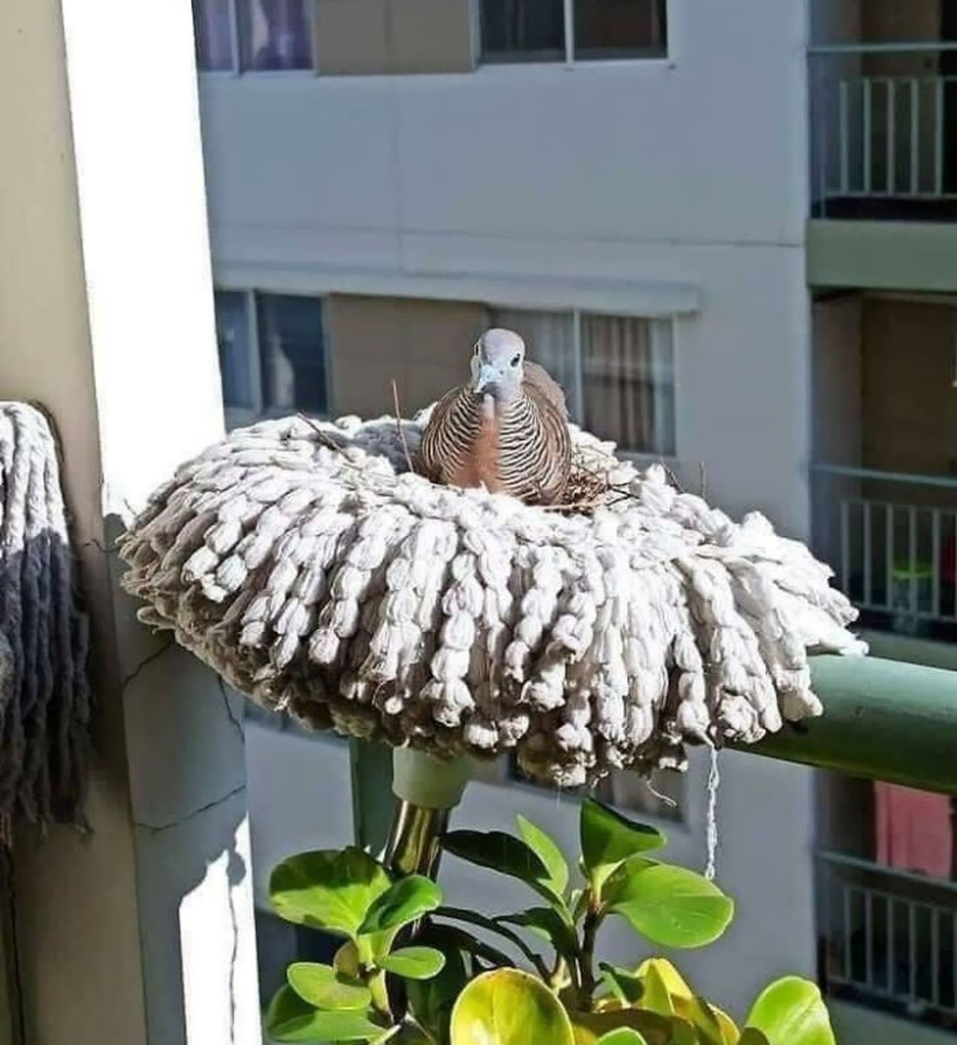 لانه‌‌ پرنده روی طی