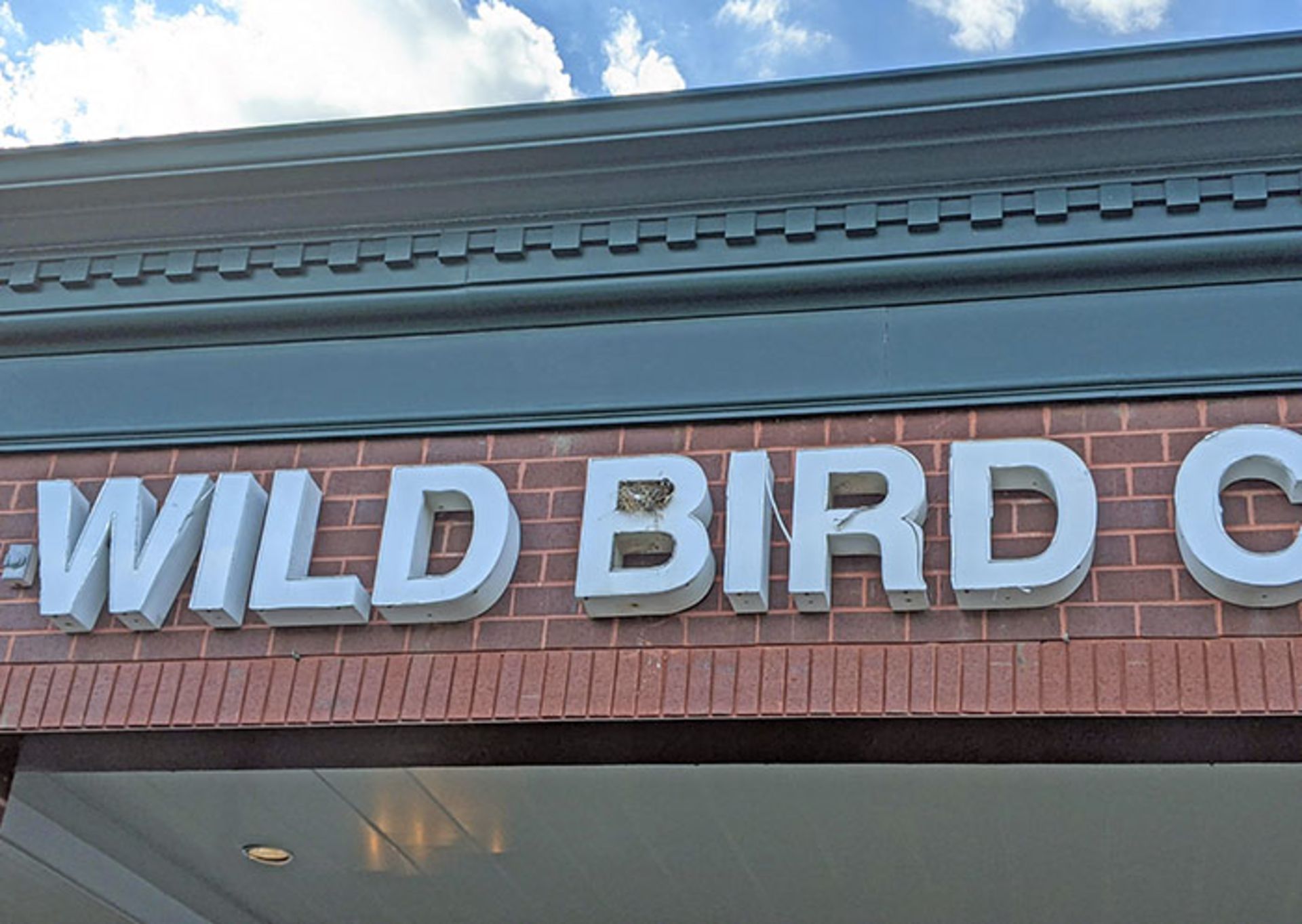 لانه‌‌ پرنده داخل حروف تابلوی مغازه