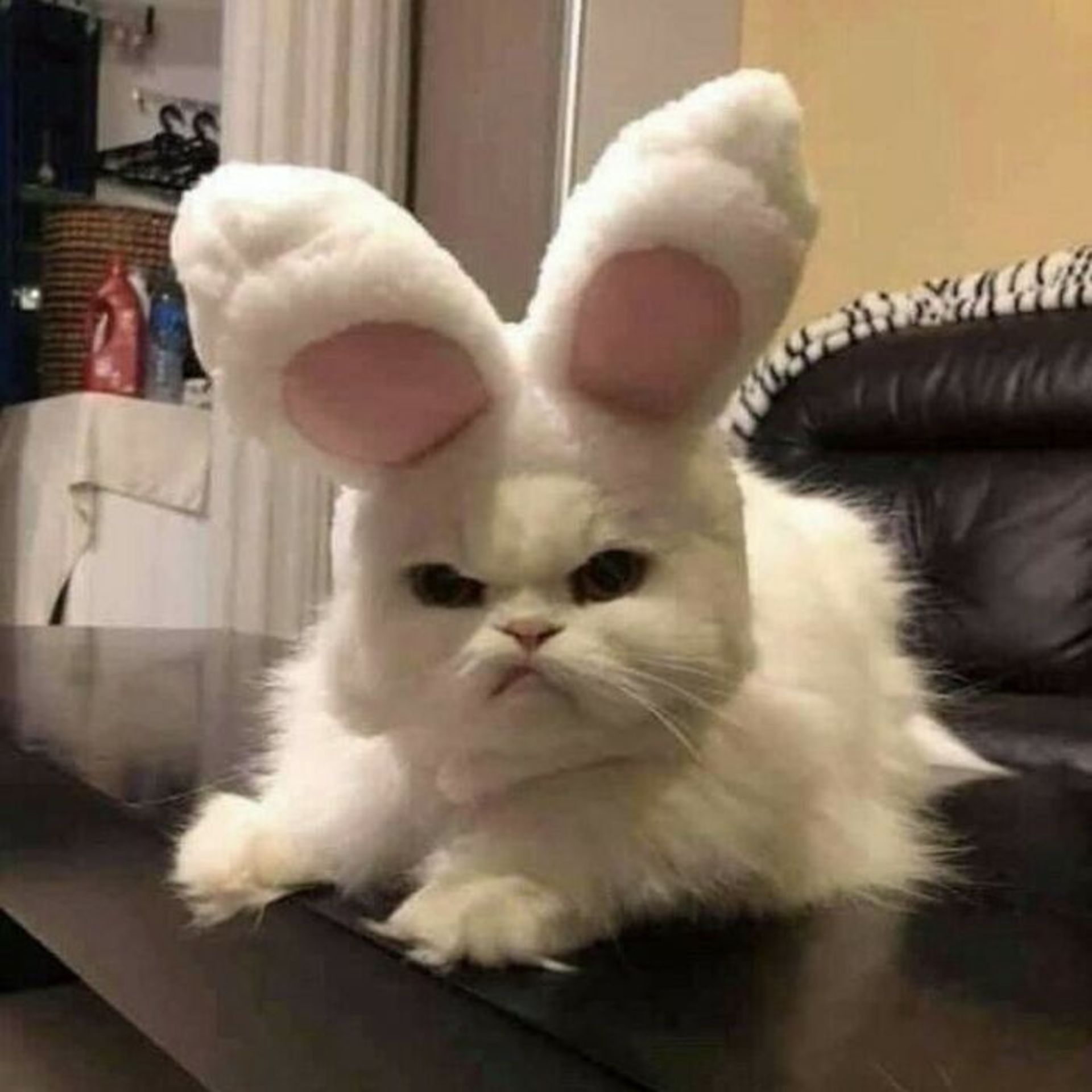 گربه با تل خرگوشی