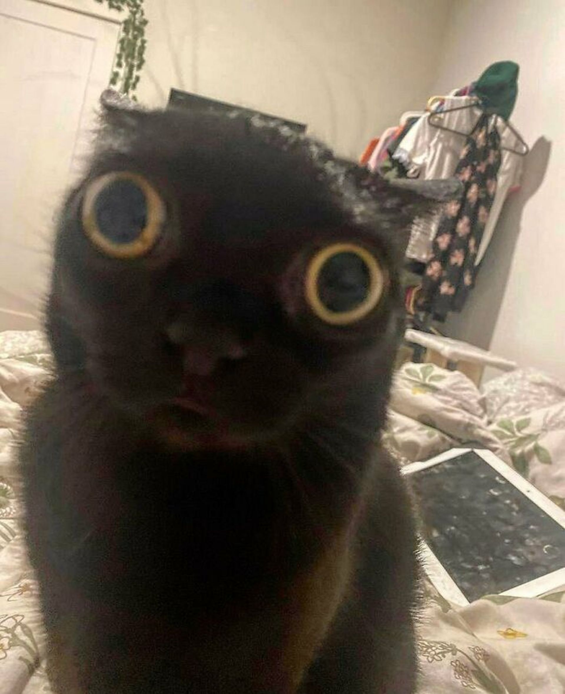 گربه سیاه از نمای نزدیک