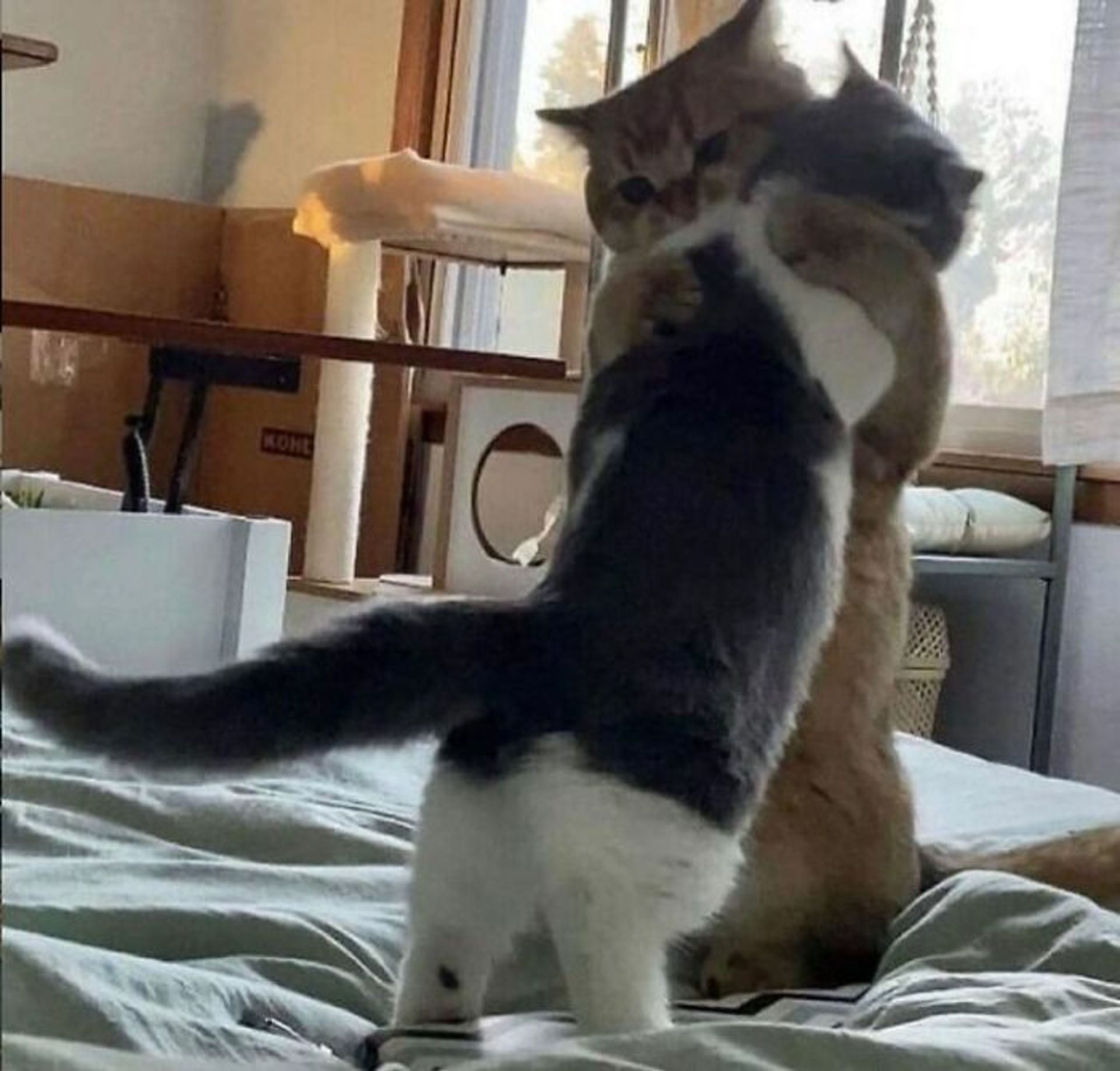 دو گربه در آغوش هم