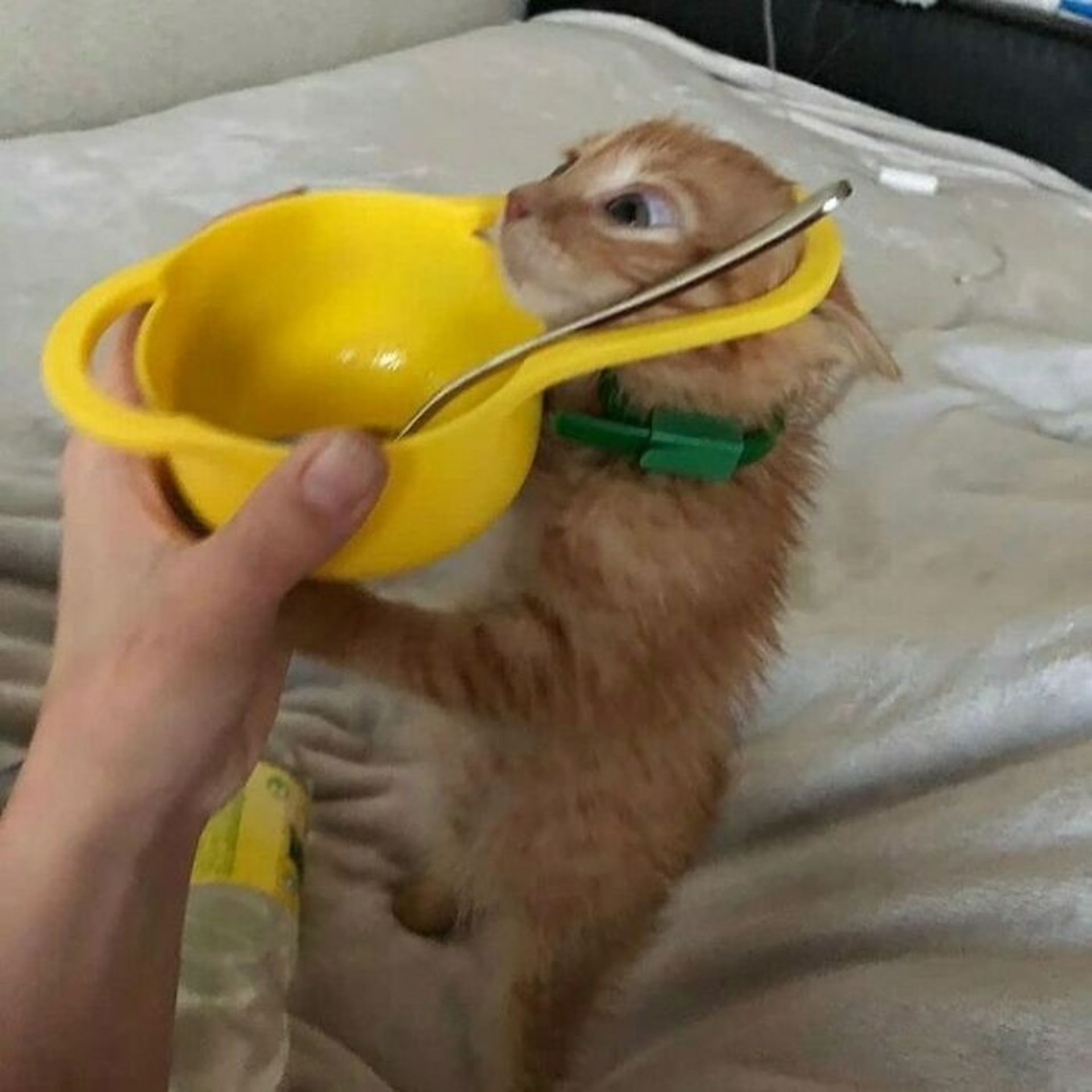گیر کردن سر گربه نارنجی در دستگیره ظرف غذا