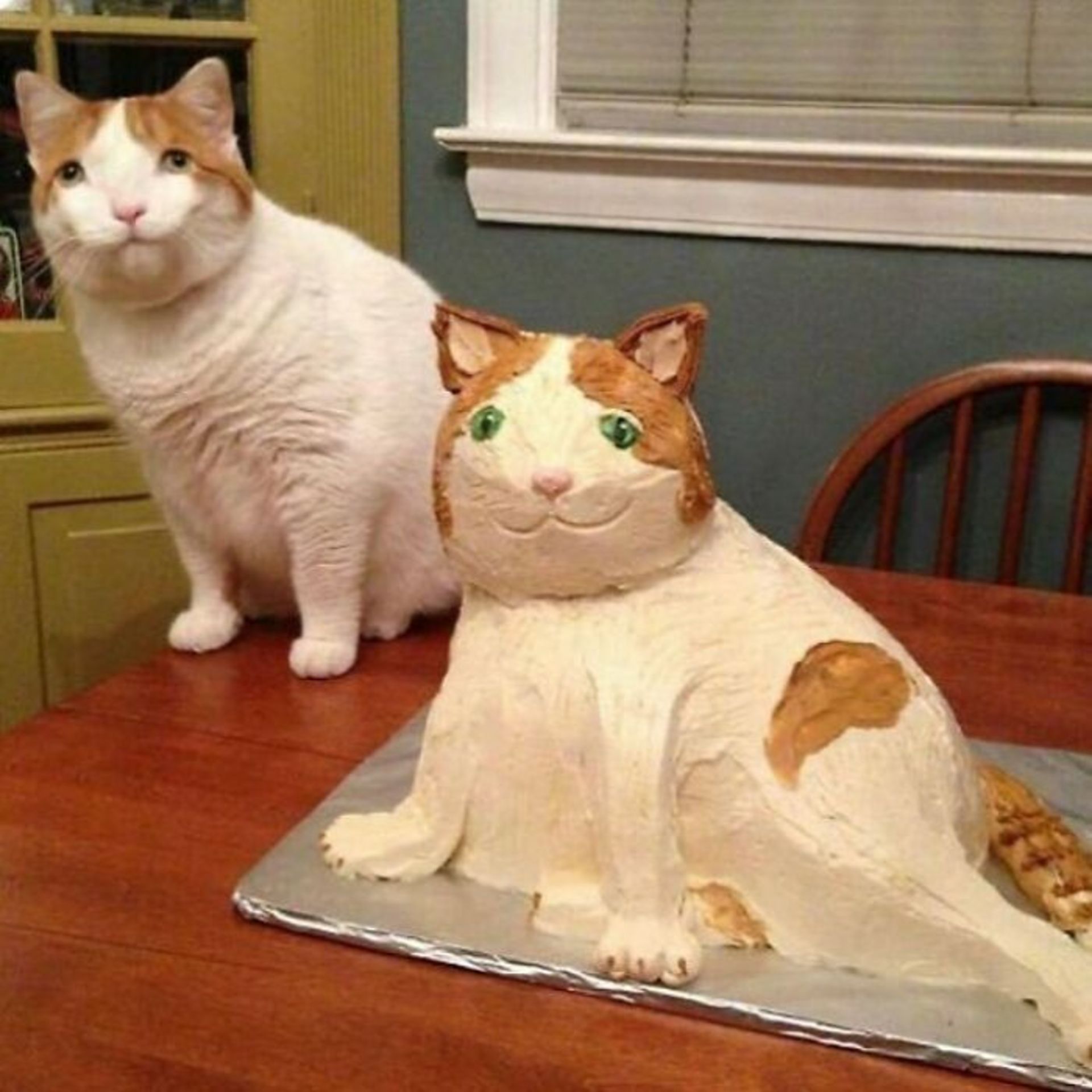 گربه در کنار کیک گربه‌ای