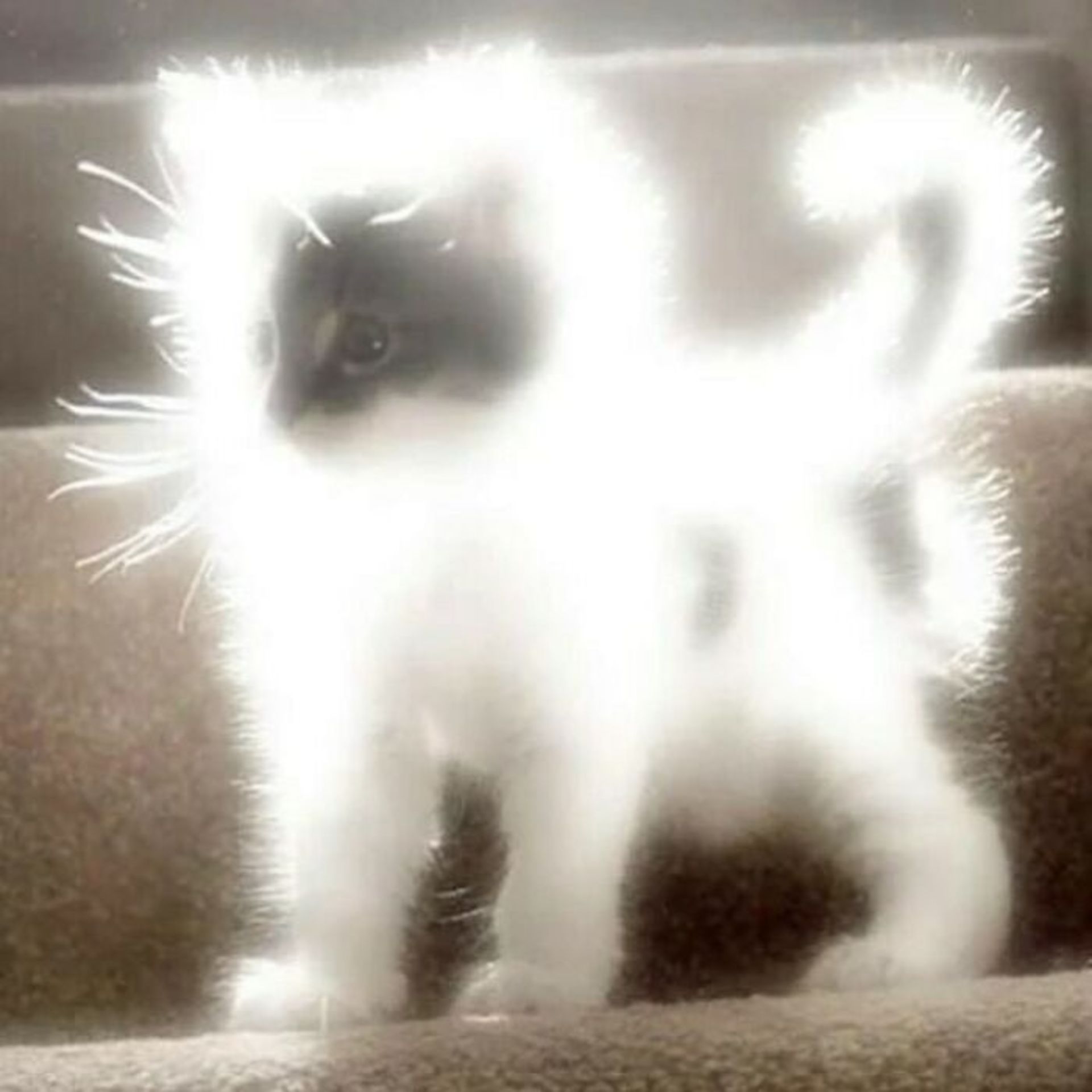 گربه نورانی