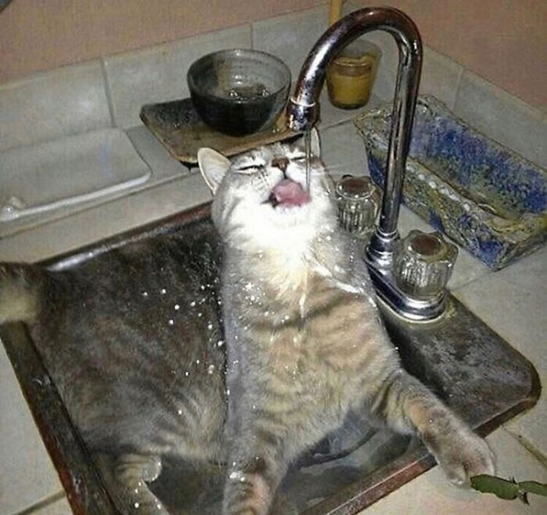 گربه در سینک ظرفشویی